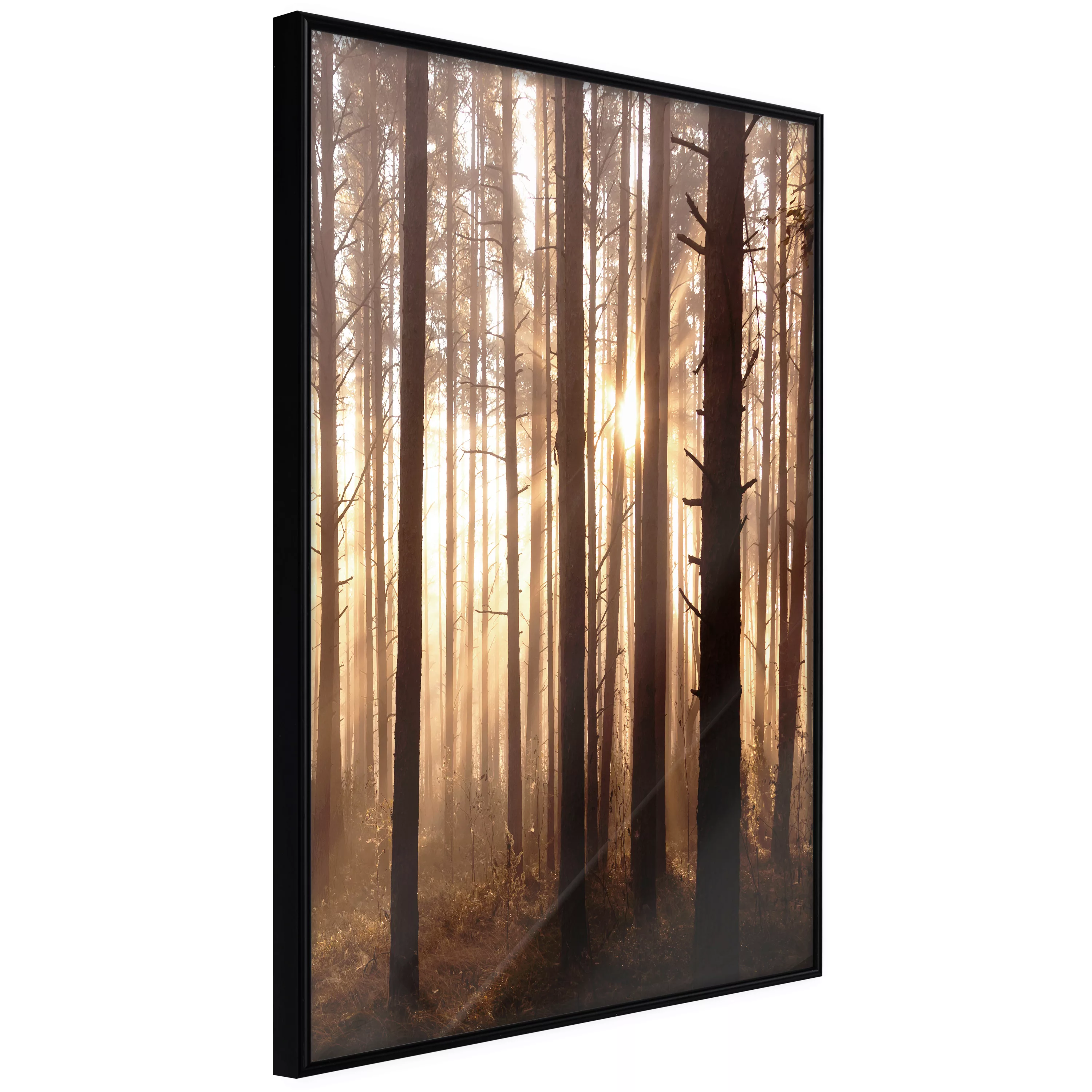 Poster - Morning In The Forest günstig online kaufen