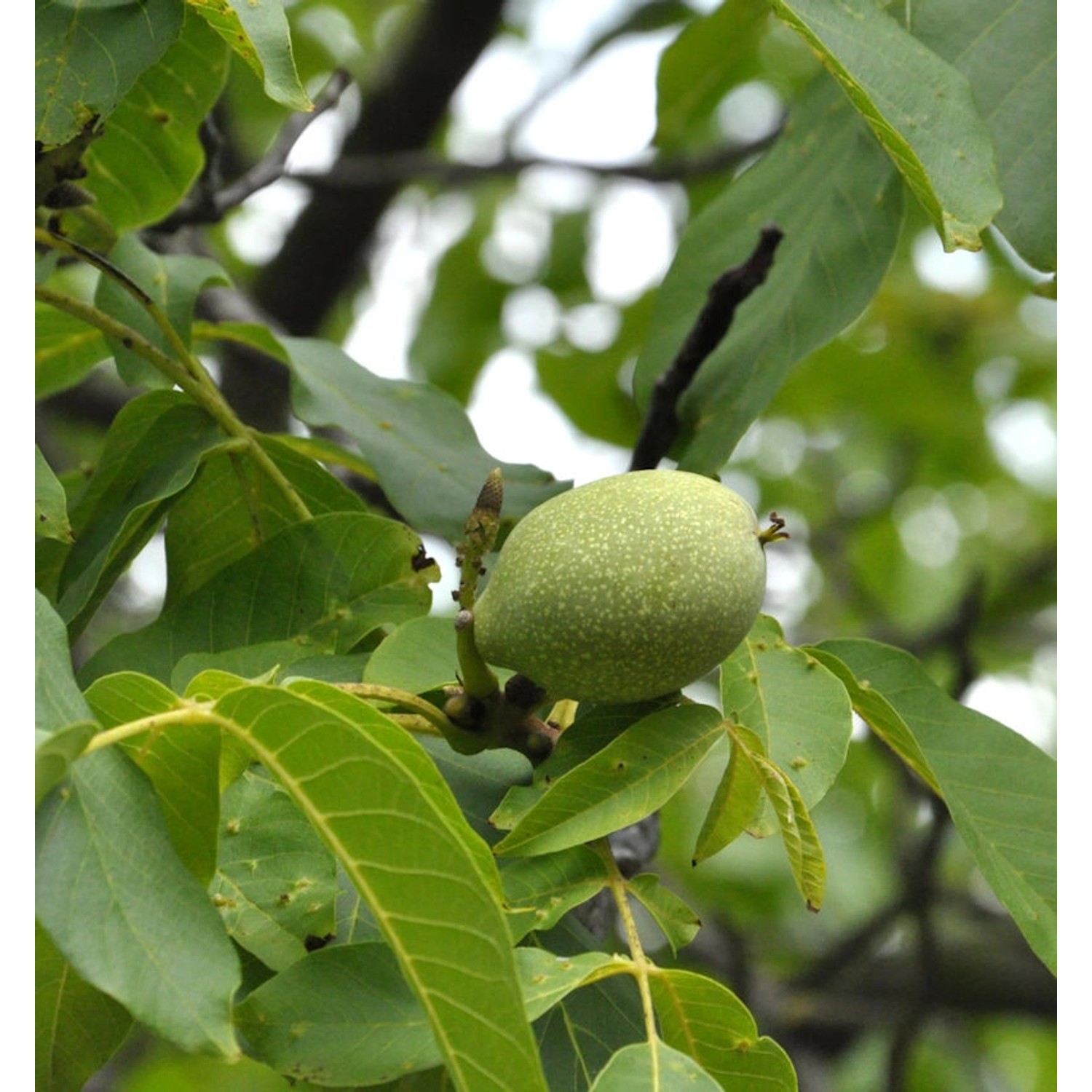 Walnuss Geisenheimer Walnuss 100-125cm - Juglans regia günstig online kaufen