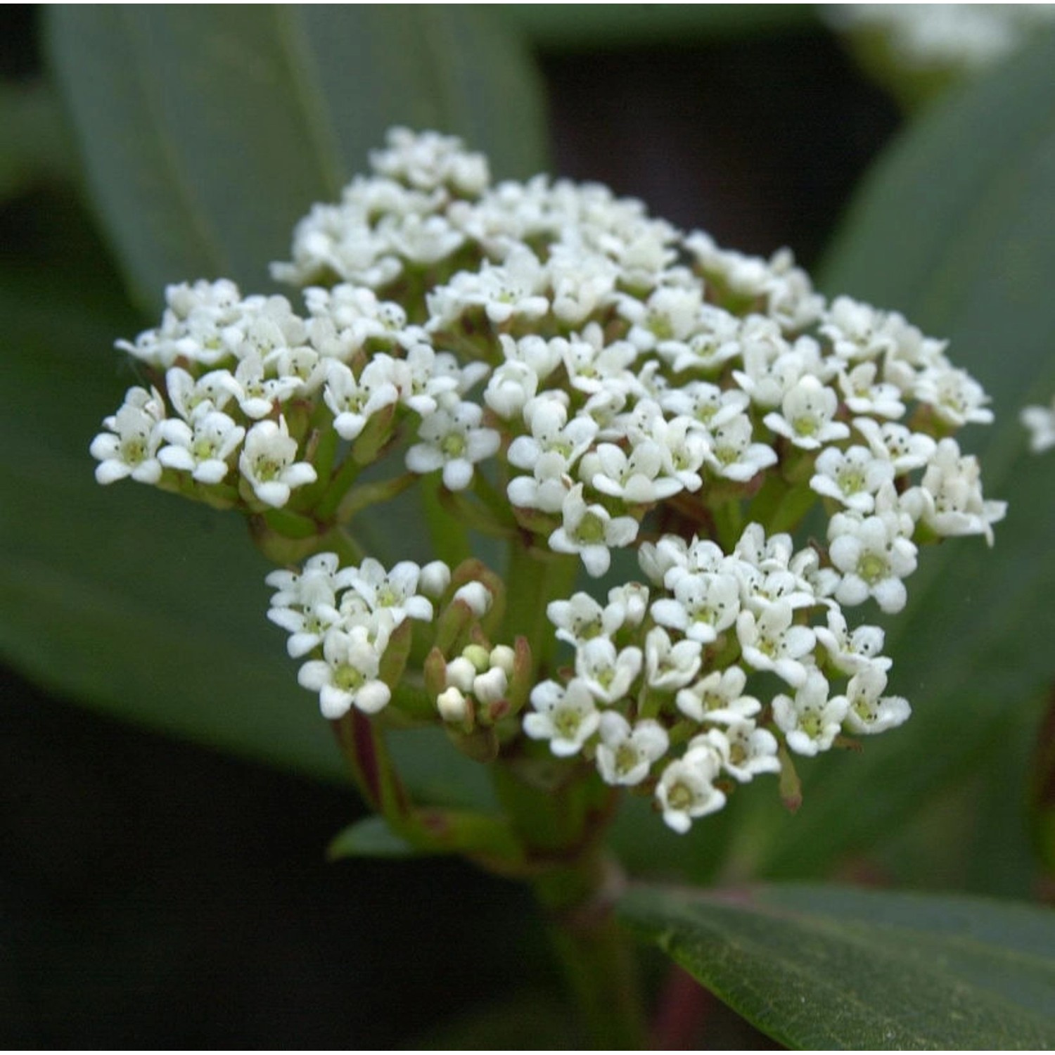 Immergrüner Zwergschneeball 40-60cm - Viburnum davidii günstig online kaufen