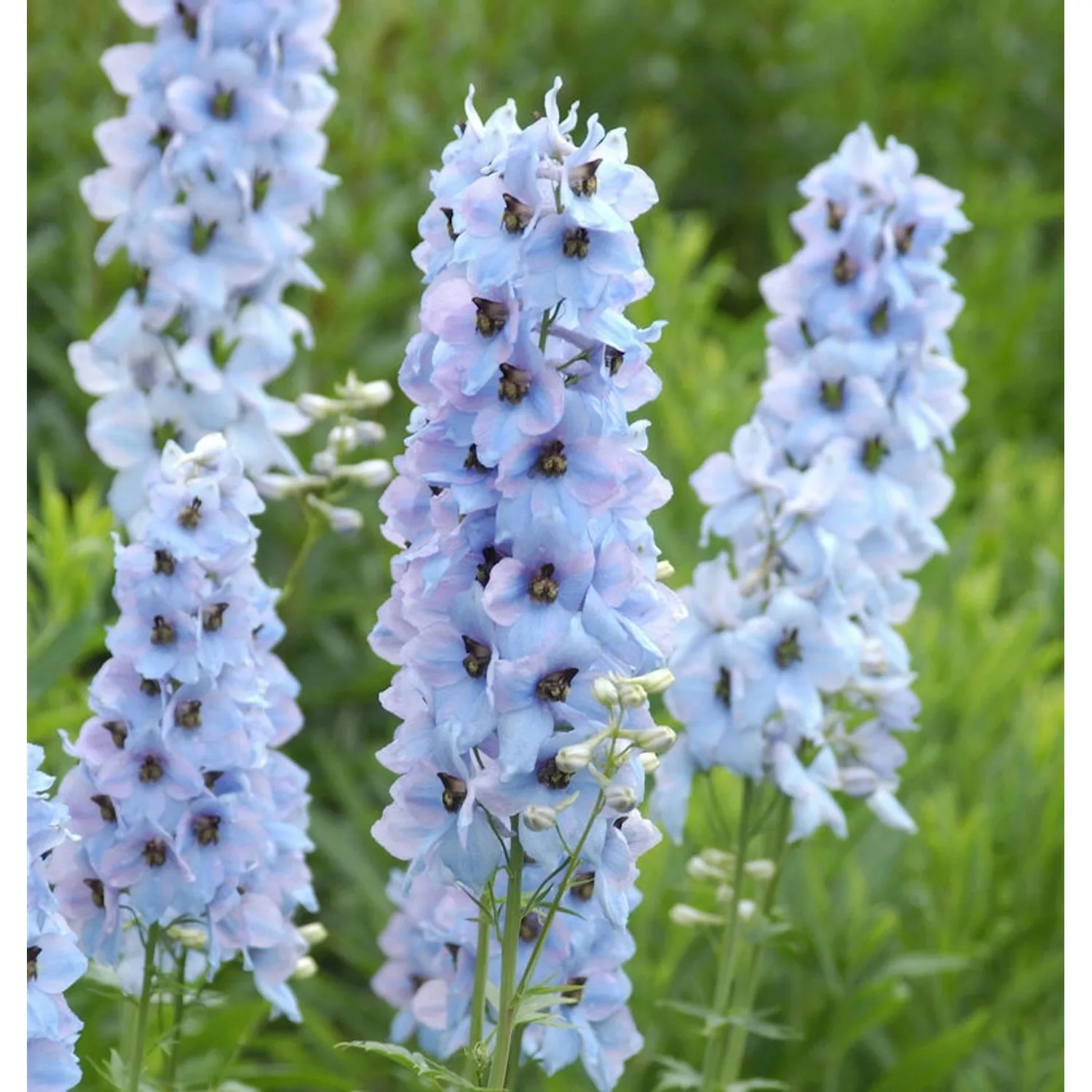 Hoher Rittersporn Morgentau - Delphinium elatum günstig online kaufen