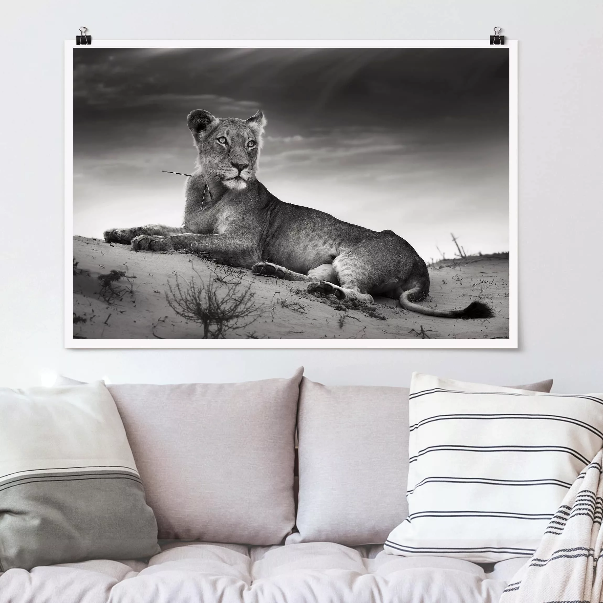 Poster Tiere - Querformat Resting Lion günstig online kaufen