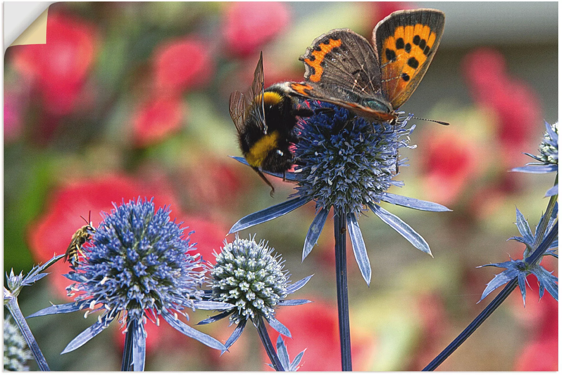 Artland Wandbild "Kleiner Feuerfalter und Hummel", Insekten, (1 St.), als A günstig online kaufen