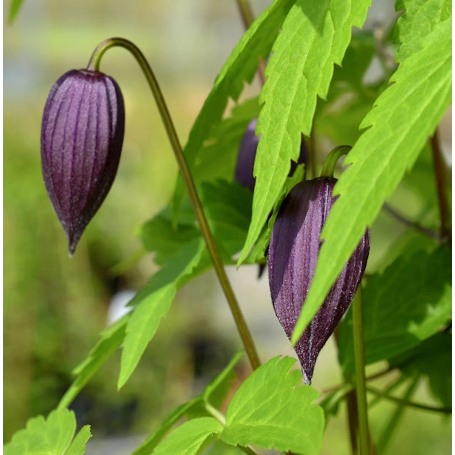 Alpen Waldrebe Tage Lundell 60-80cm - Clematis alpina günstig online kaufen