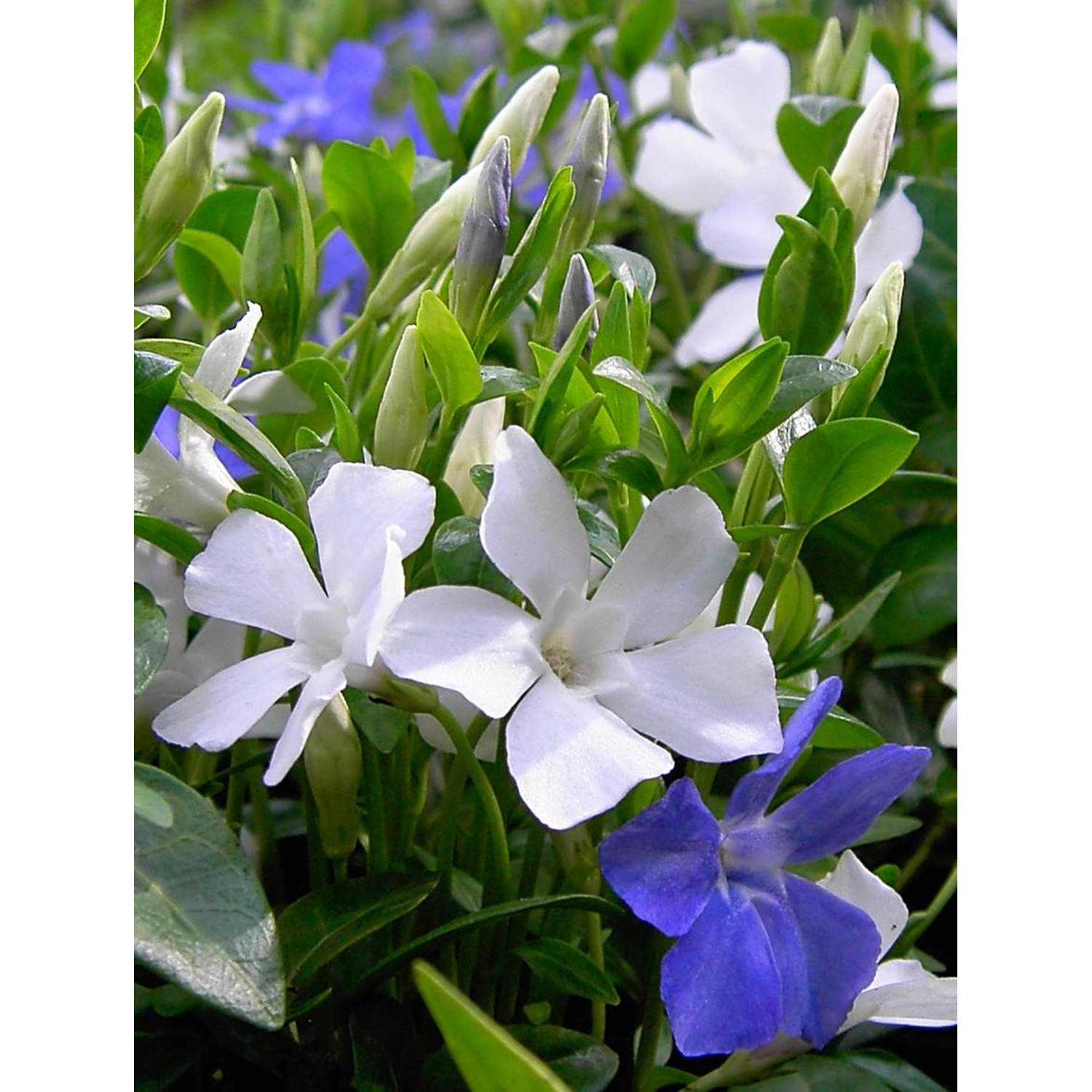 Immergrün Bavaria Blauviolett-Weiß Topf-Ø ca. 13 cm Vinca minor günstig online kaufen