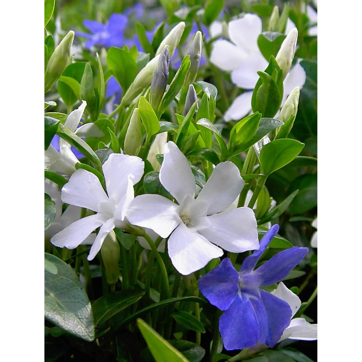 Immergrün Bavaria Blauviolett-Weiß Topf-Ø ca. 13 cm Vinca minor günstig online kaufen