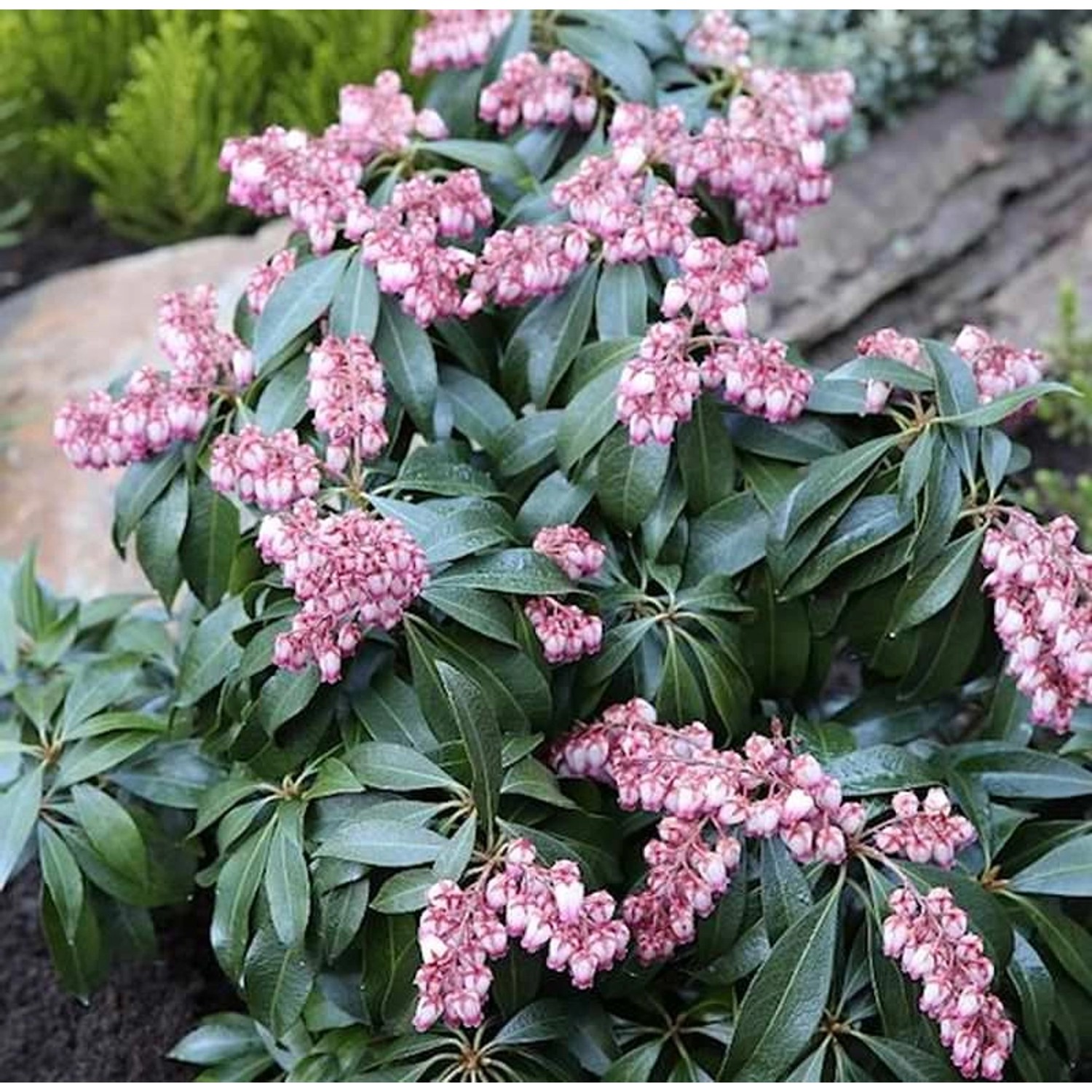 Schattenglöckchen Lavendelheide Katsuta 30-40cm - Pieris japonica günstig online kaufen