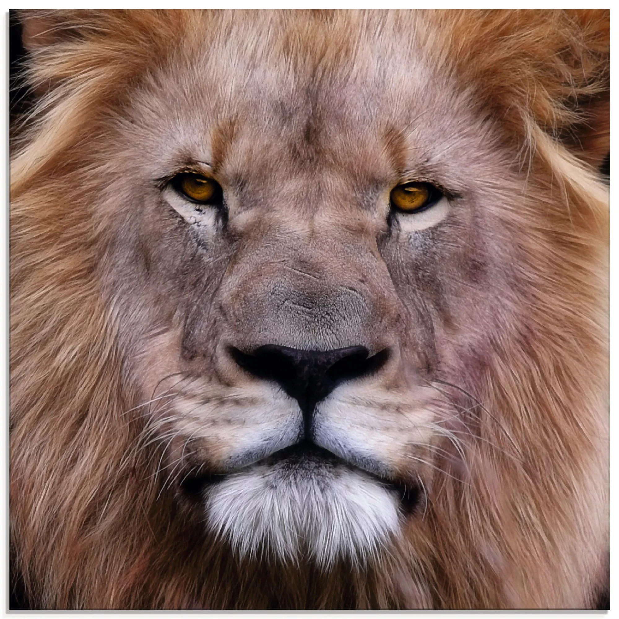 Artland Glasbild "König der Löwen", Wildtiere, (1 St.) günstig online kaufen