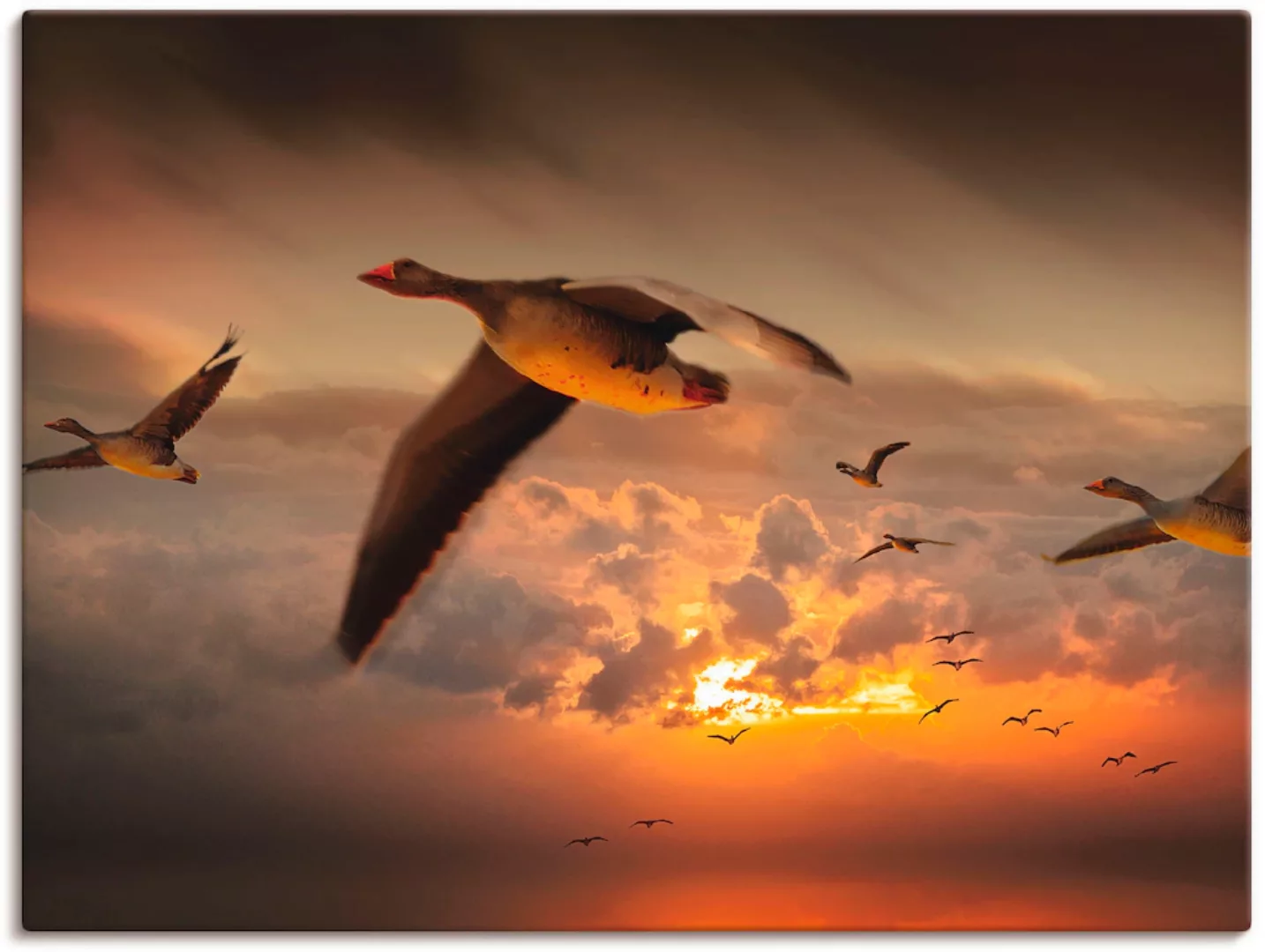 Artland Wandbild "Der Flug der Wildgänse...", Vögel, (1 St.), als Leinwandb günstig online kaufen