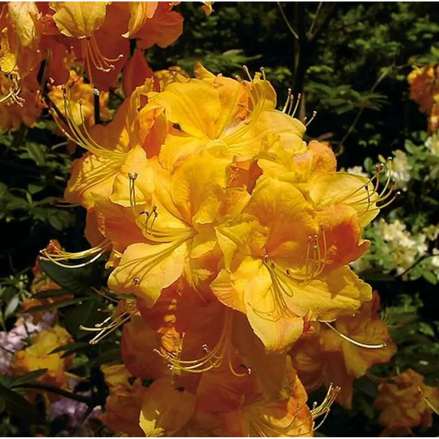 Azalee Klondyke 60-70cm - Rhododendron luteum - Alpenrose günstig online kaufen