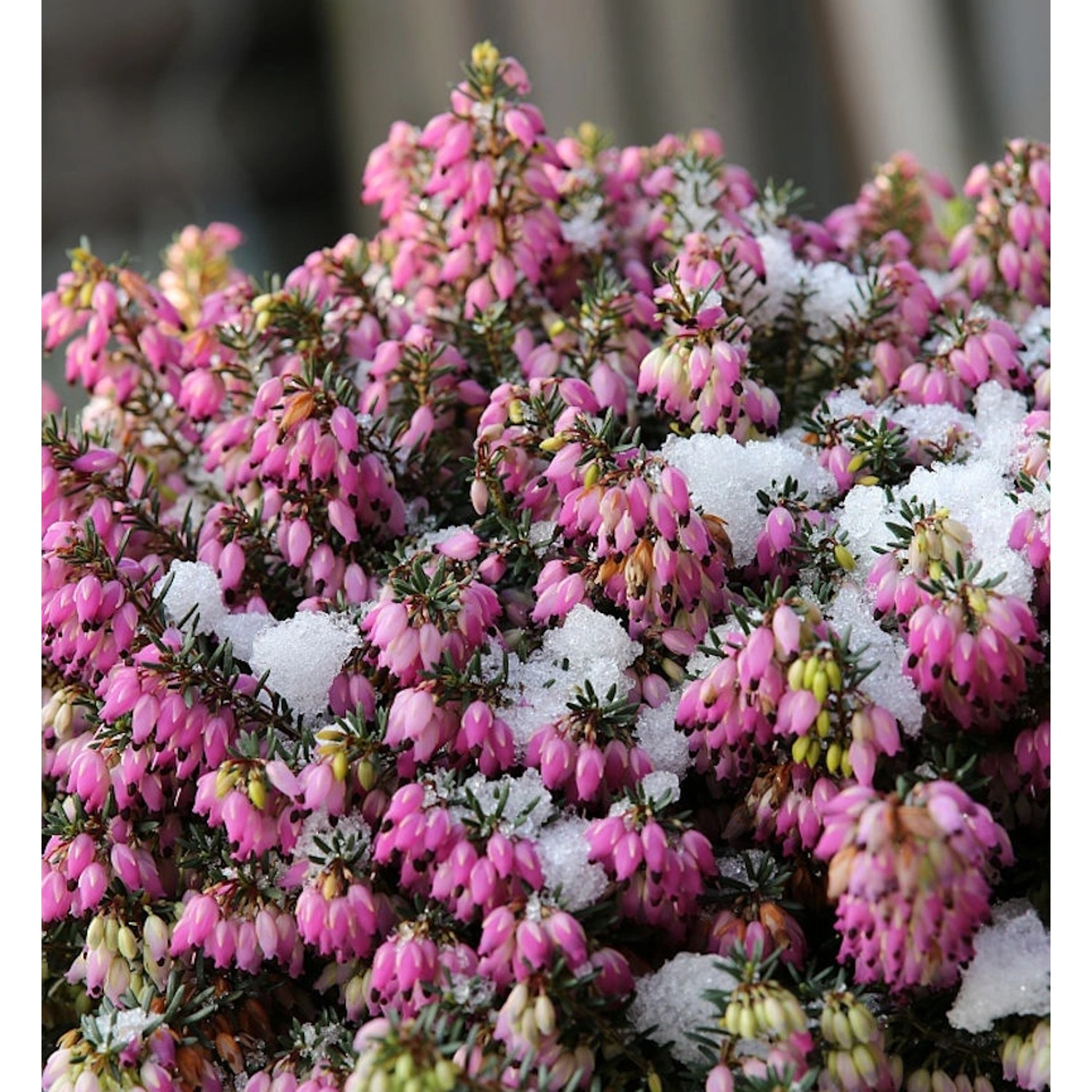 10x Winterheide Winterfreude - Erica carnea günstig online kaufen