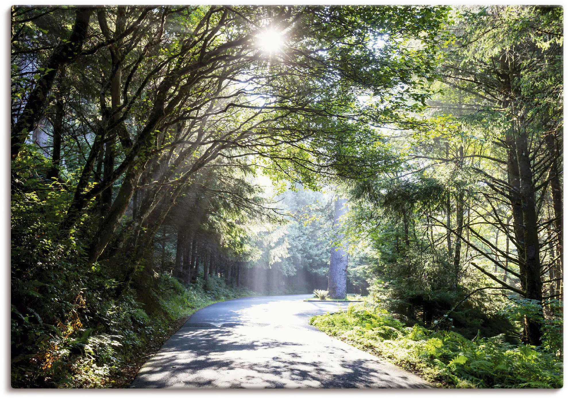 Artland Wandbild "Sonniger Wald", Baumbilder, (1 St.), als Alubild, Outdoor günstig online kaufen