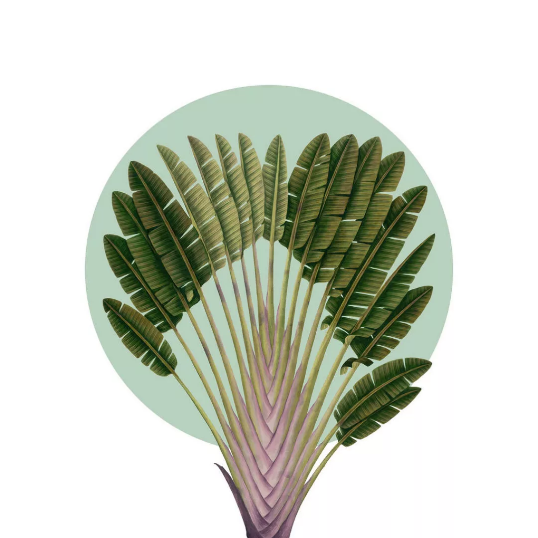 Komar Poster Botanical Garden Pinnate Palm Palmenblätter B/L: ca. 40x50 cm günstig online kaufen