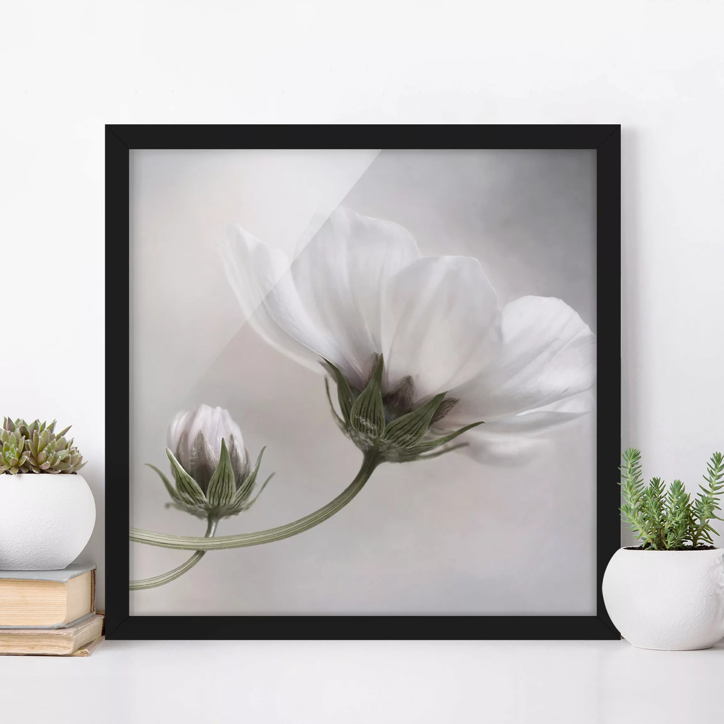 Bild mit Rahmen Blumen - Quadrat Simply Cosmos günstig online kaufen