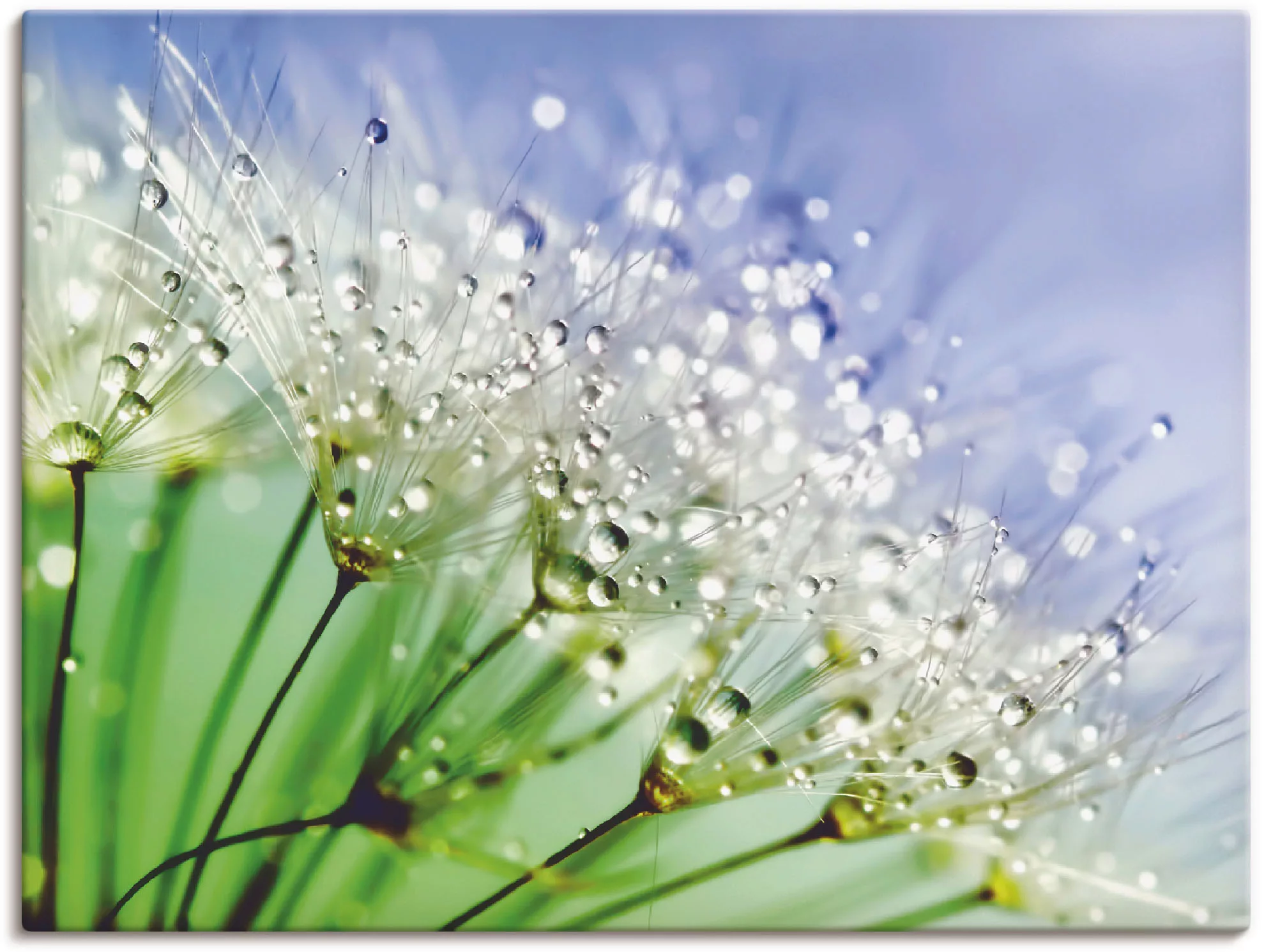 Artland Wandbild »Glitzernde Pusteblume III«, Blumen, (1 St.), als Leinwand günstig online kaufen