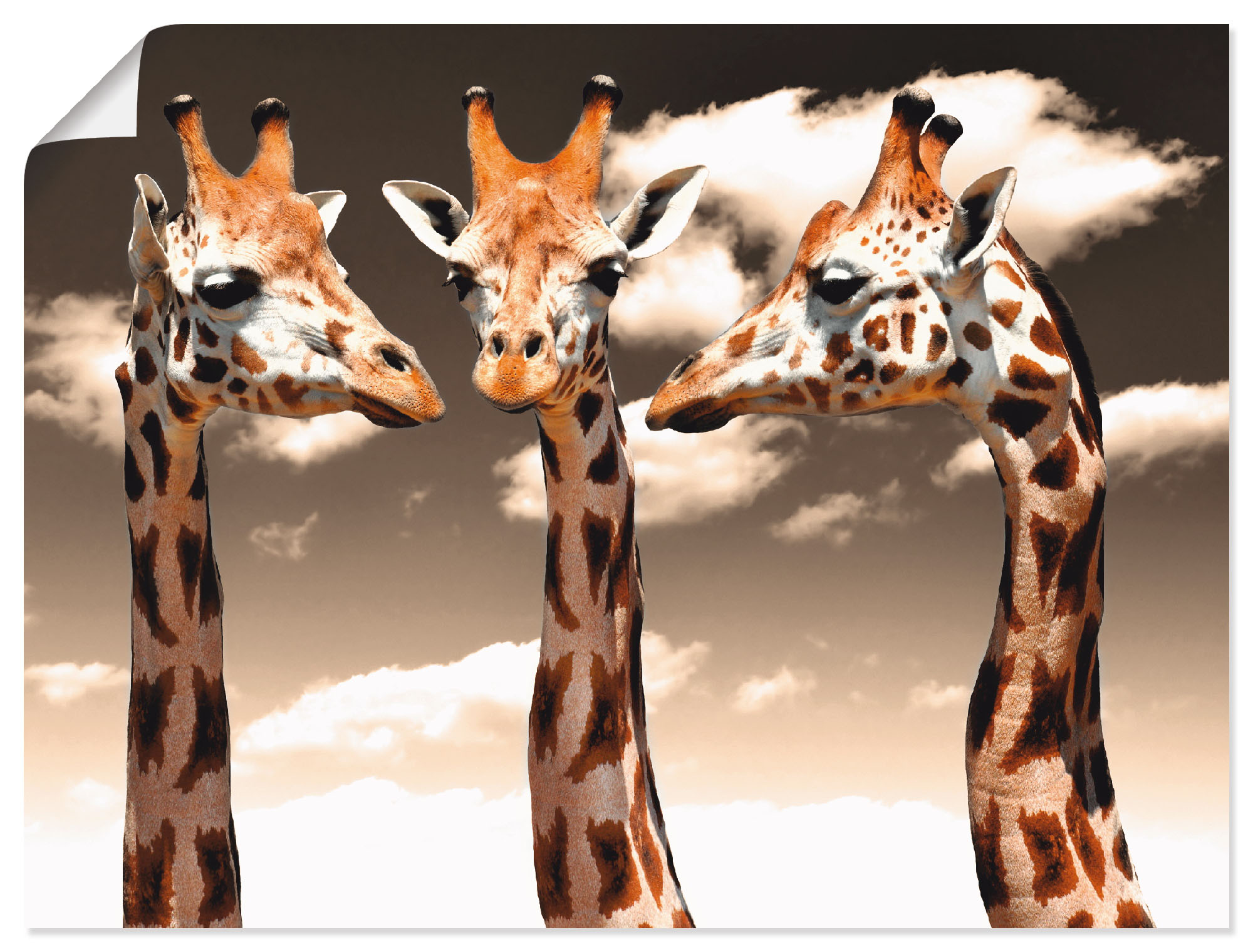 Artland Poster »Giraffe_sepia«, Wildtiere, (1 St.), als Alubild, Leinwandbi günstig online kaufen