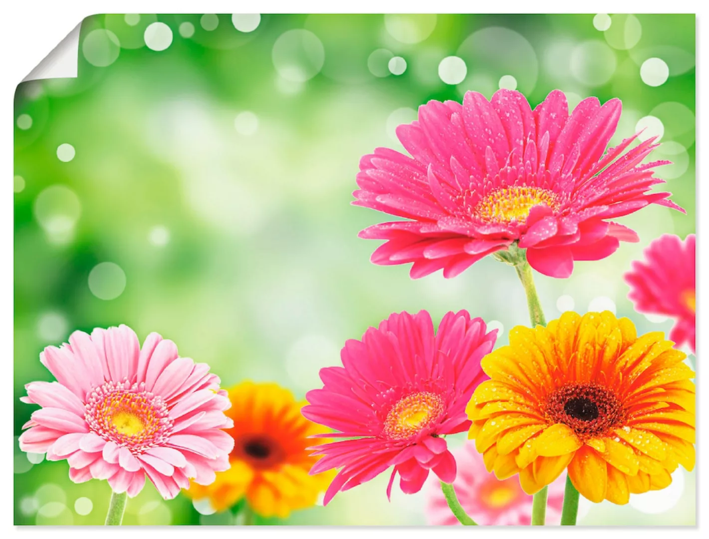 Artland Wandbild »Natürliche Romantik - Gerberas«, Blumen, (1 St.), als Lei günstig online kaufen