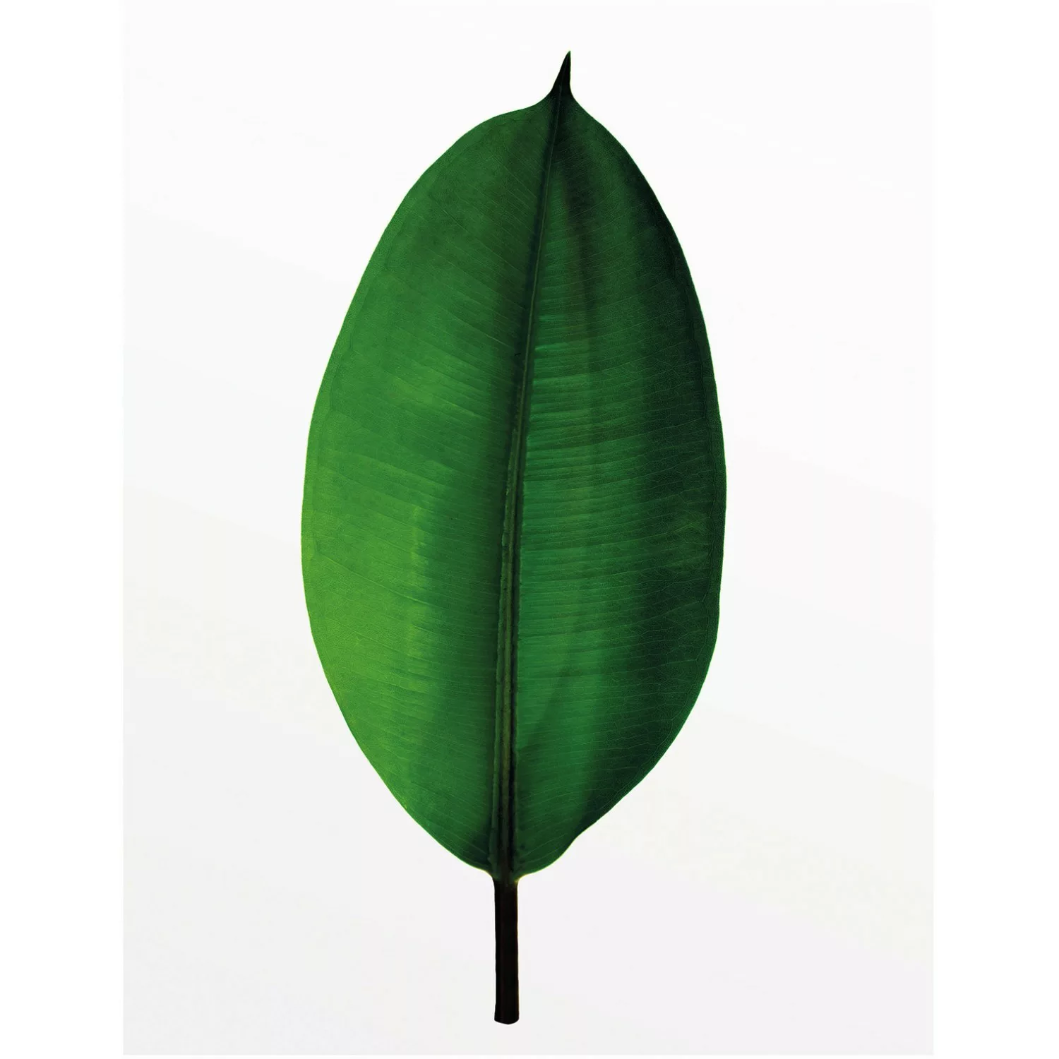 Komar Bild »Ficus Leaf«, Pflanzen-Blätter, (1 St.), Wandbild zur Dekoration günstig online kaufen