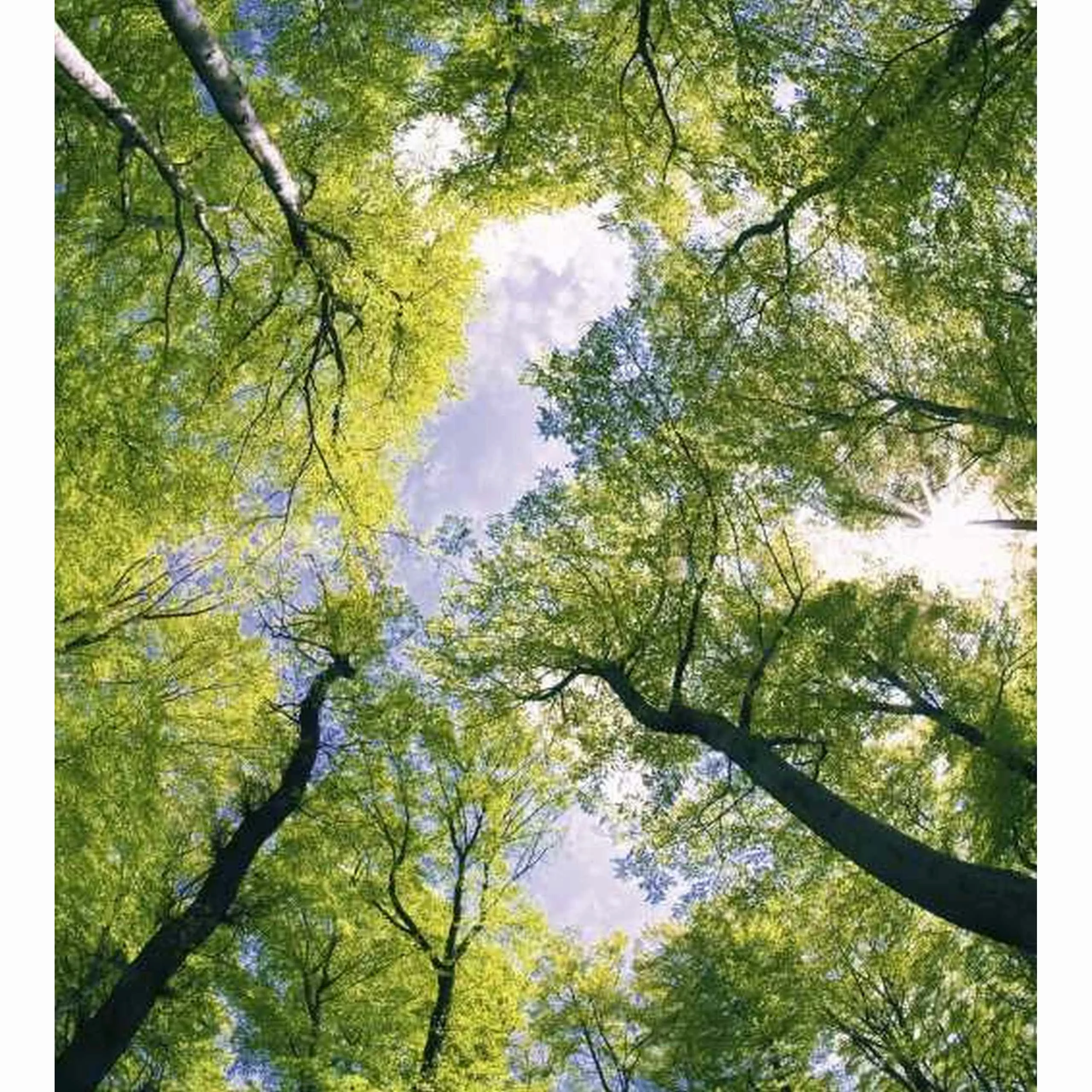 Fototapete TREES  | MS-3-0104 | Grün | Digitaldruck auf Vliesträger günstig online kaufen