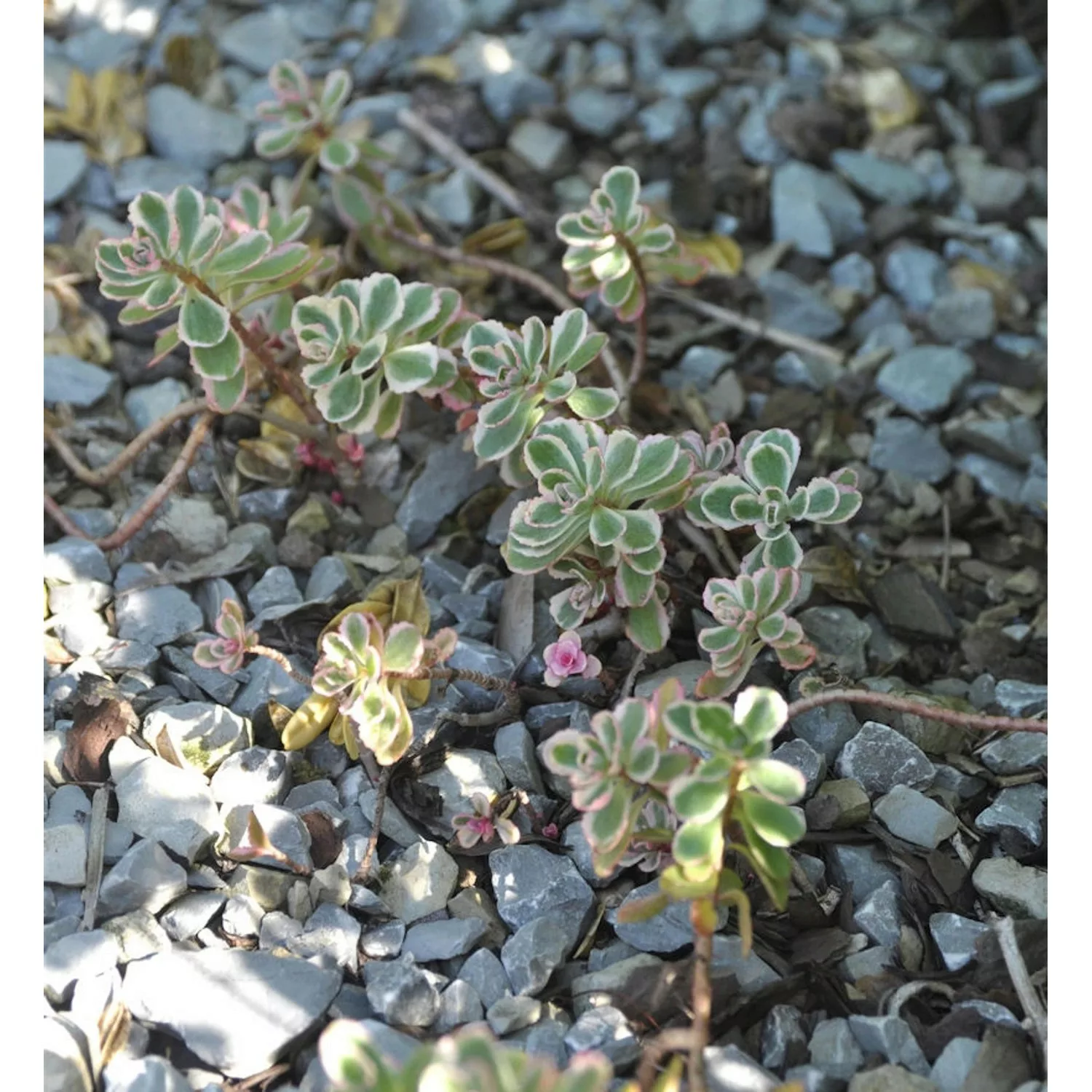 Kaukasus Asienfetthenne Tricolor - Sedum spurium günstig online kaufen