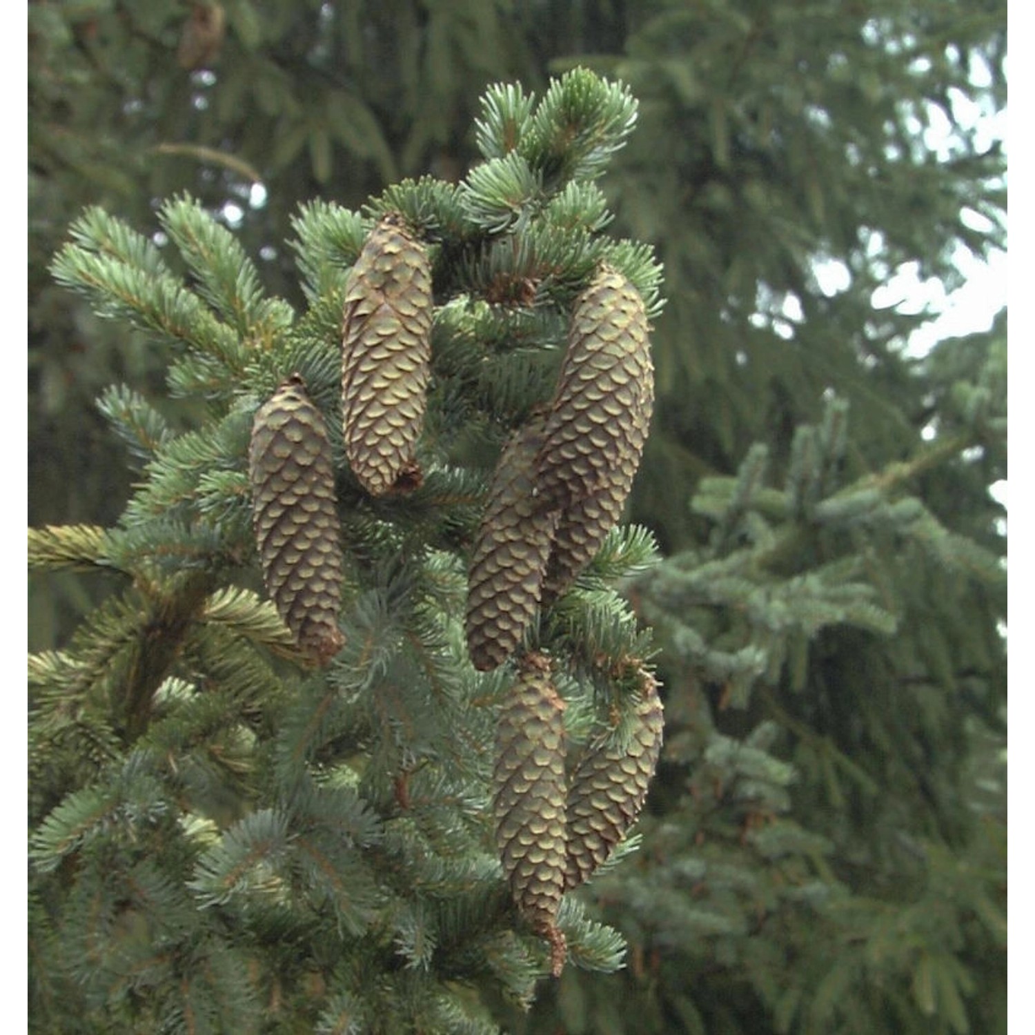 Alcocks Fichte 20-25cm - Picea bicolor günstig online kaufen