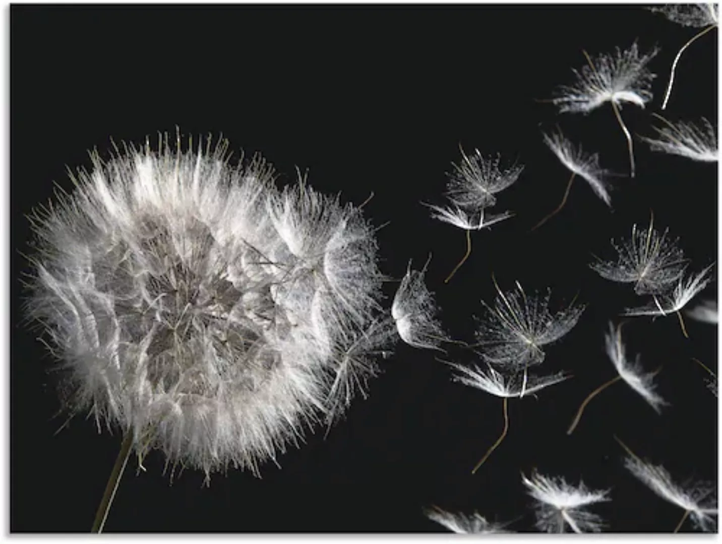 Artland Wandbild "Pusteblume", Blumenbilder, (1 St.), als Alubild, Outdoorb günstig online kaufen