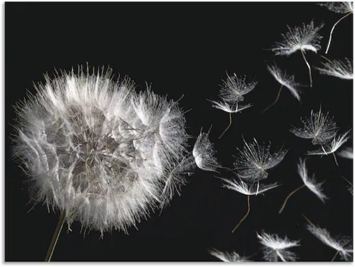 Artland Wandbild »Pusteblume«, Blumenbilder, (1 St.), als Alubild, Outdoorb günstig online kaufen