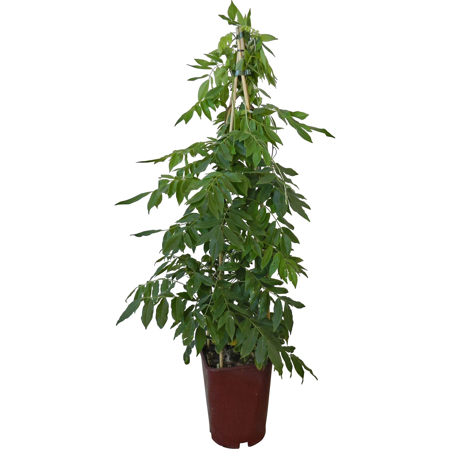 GROW by OBI Blauregen Mix Höhe ca. 80 cm Topf ca. 6 l Wisteria günstig online kaufen