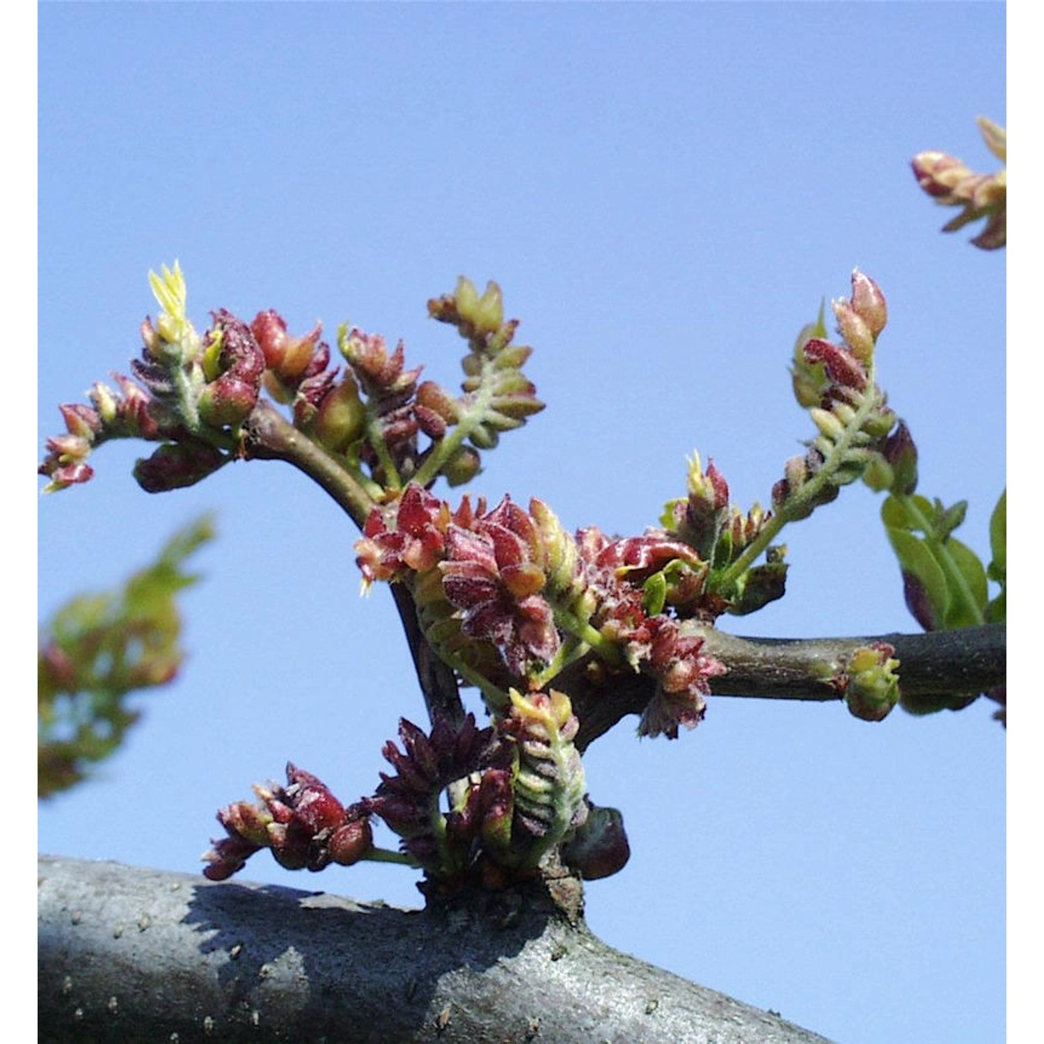 Lederhülsenbaum Sunbrust 80-100cm - Gleditsia triacanthos günstig online kaufen