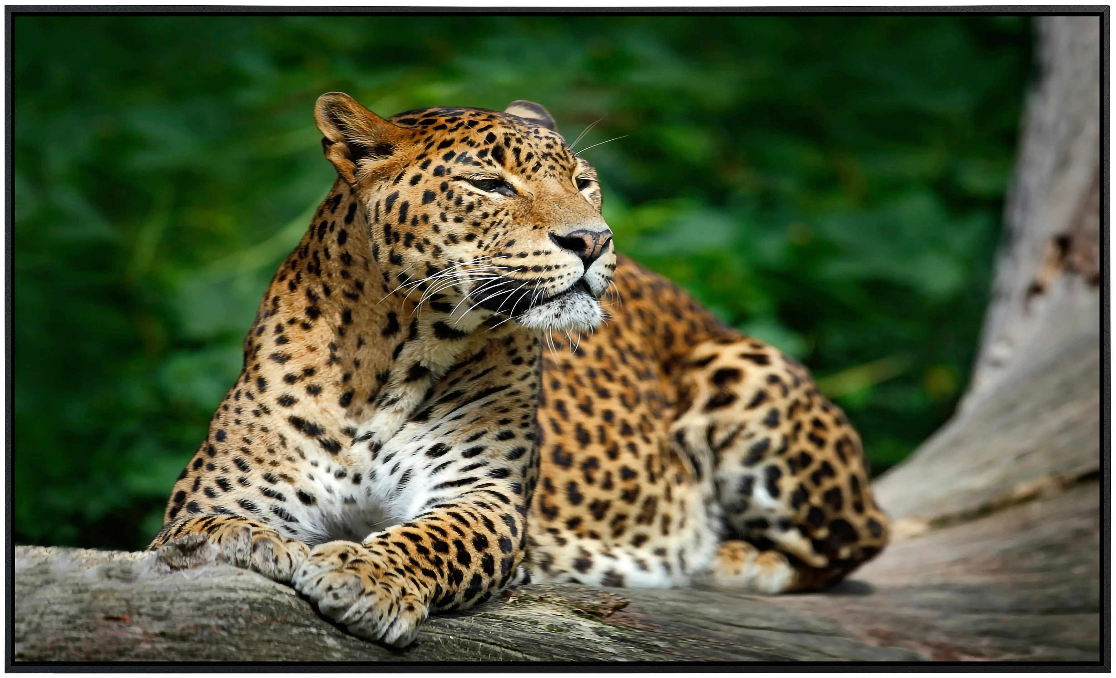Papermoon Infrarotheizung »Leopard«, sehr angenehme Strahlungswärme günstig online kaufen