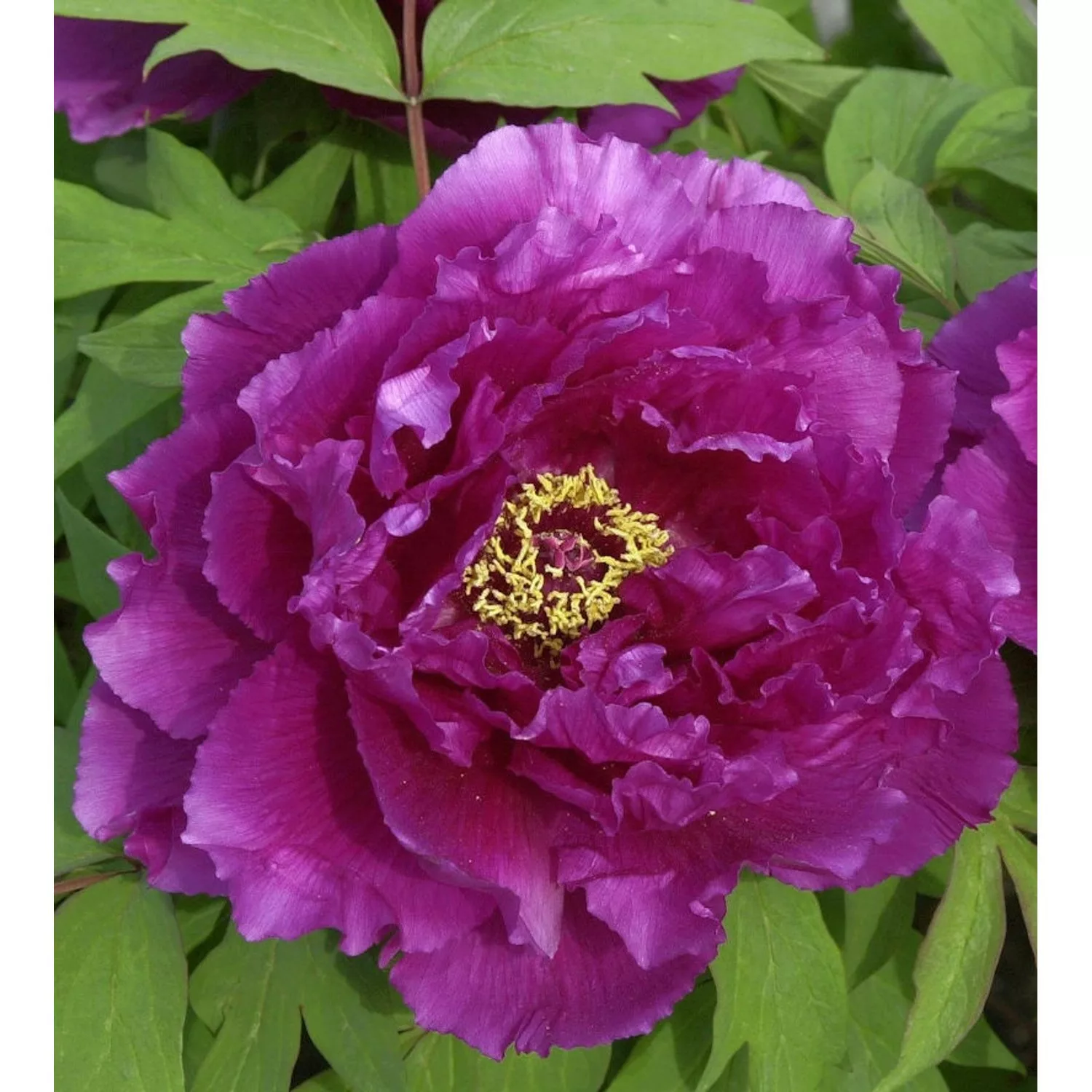 Strauchpfingstrose Purpur - Paeonia suffruticosa günstig online kaufen