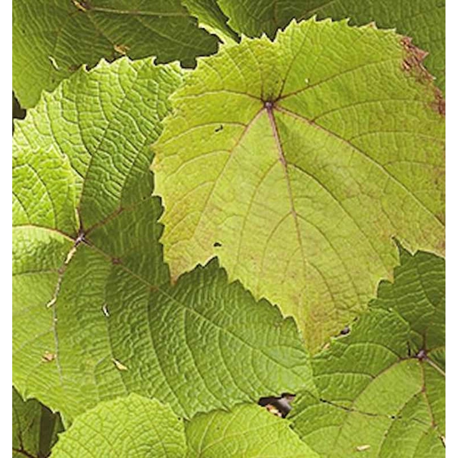 Rostrote Rebe 100-125cm - Vitis coignetiae günstig online kaufen