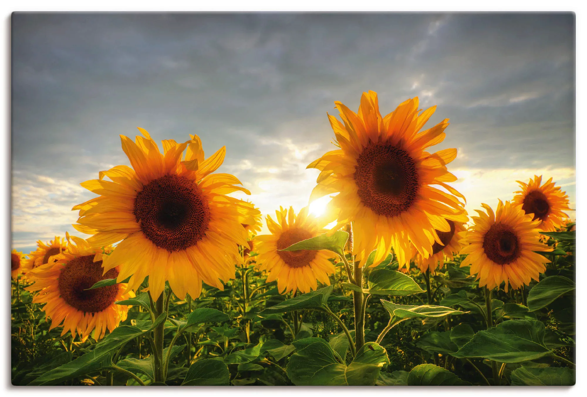 Artland Wandbild »Sonnenblumen II«, Blumen, (1 St.), als Leinwandbild, Post günstig online kaufen