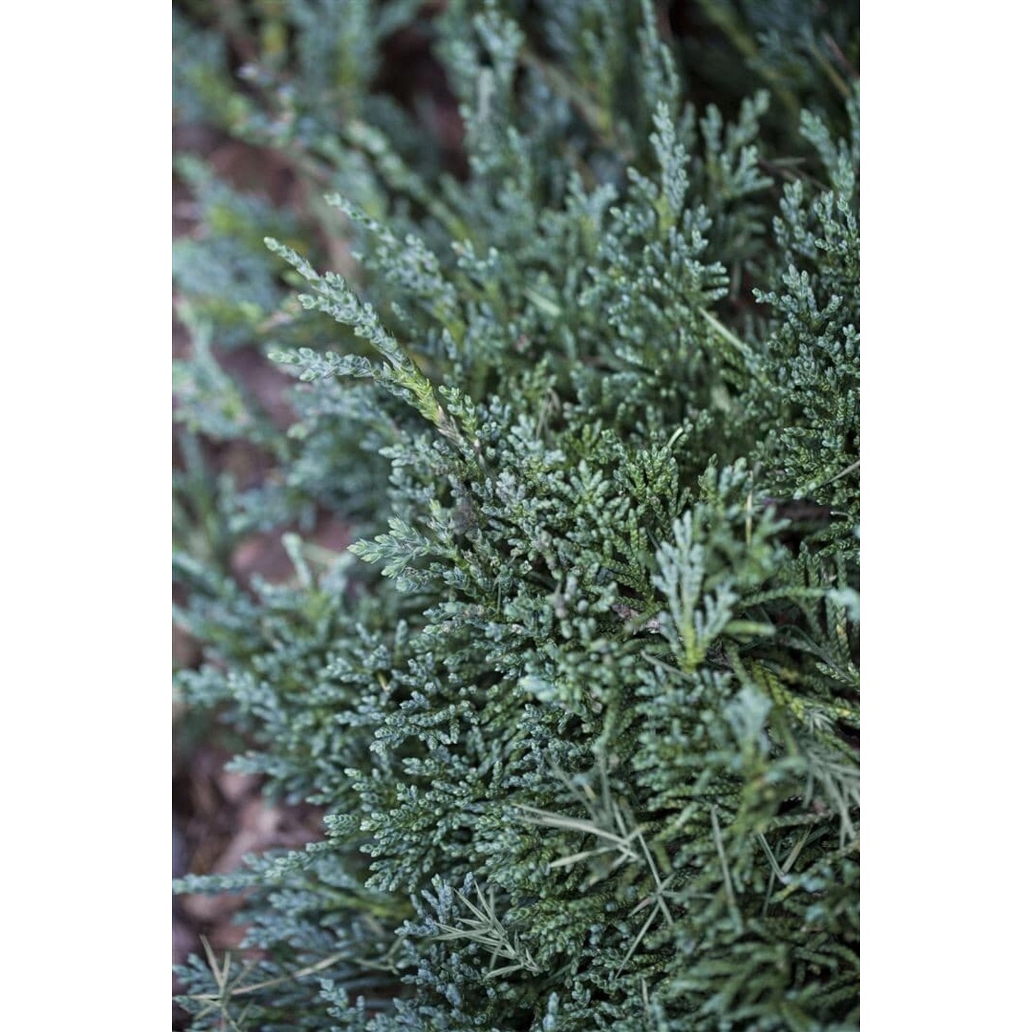Juniperus Horizontalis Wiltonii Kriech-Wacholder Ca. 9x9 cm Topf günstig online kaufen