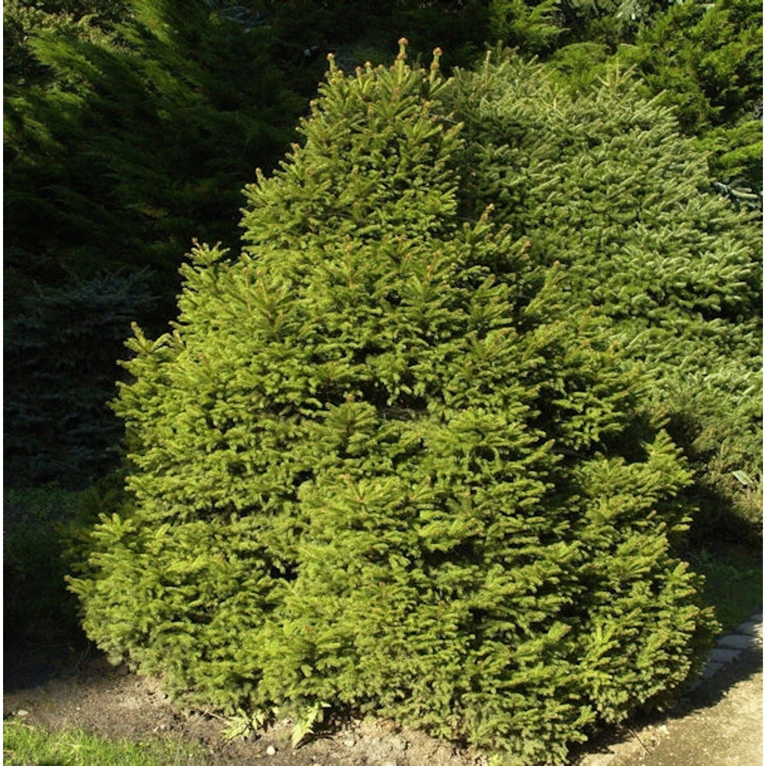 Gnomfichte 20-25cm - Picea abies günstig online kaufen