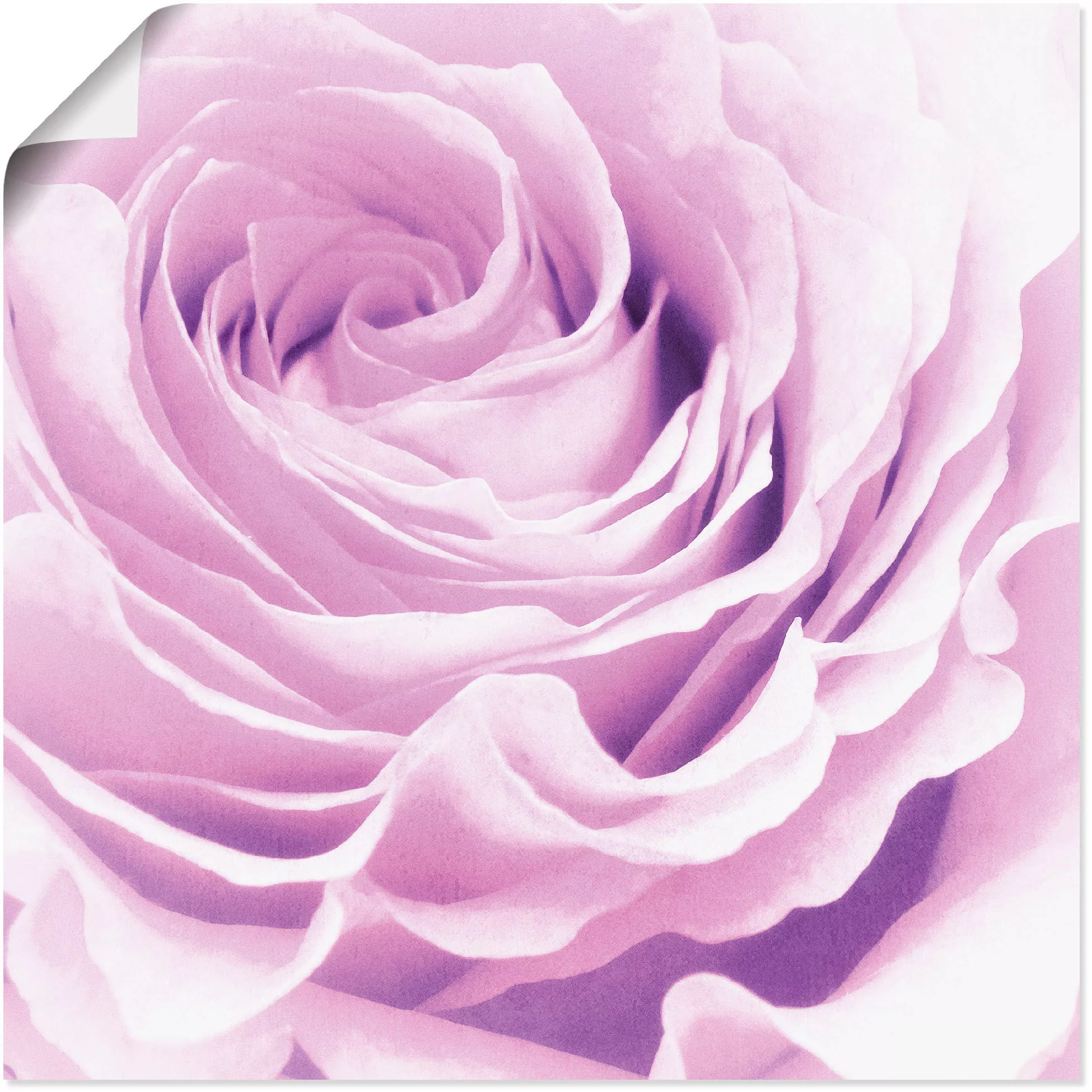 Artland Wandbild "Pastell Rose", Blumen, (1 St.) günstig online kaufen