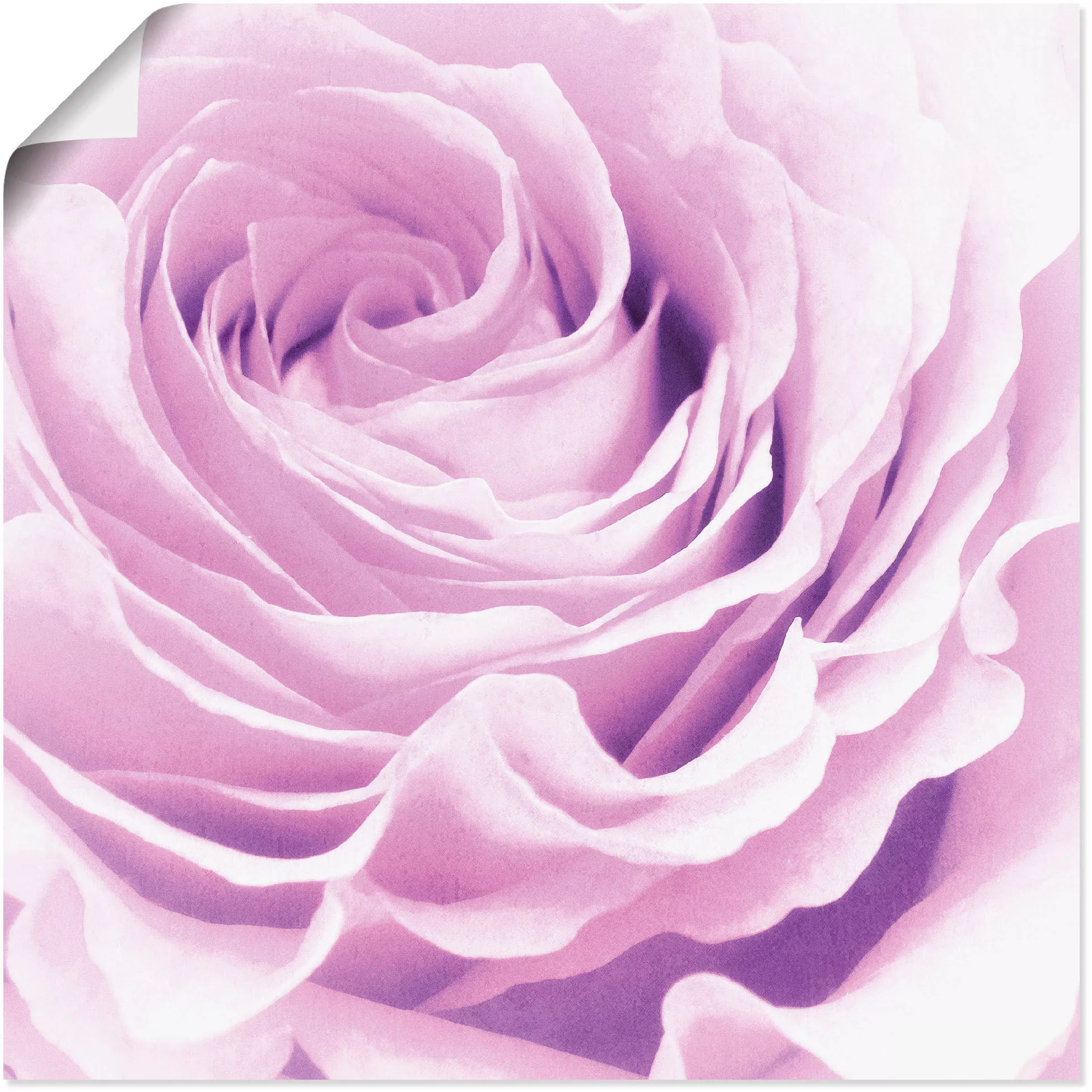 Artland Wandbild "Pastell Rose", Blumen, (1 St.), als Leinwandbild, Poster, günstig online kaufen