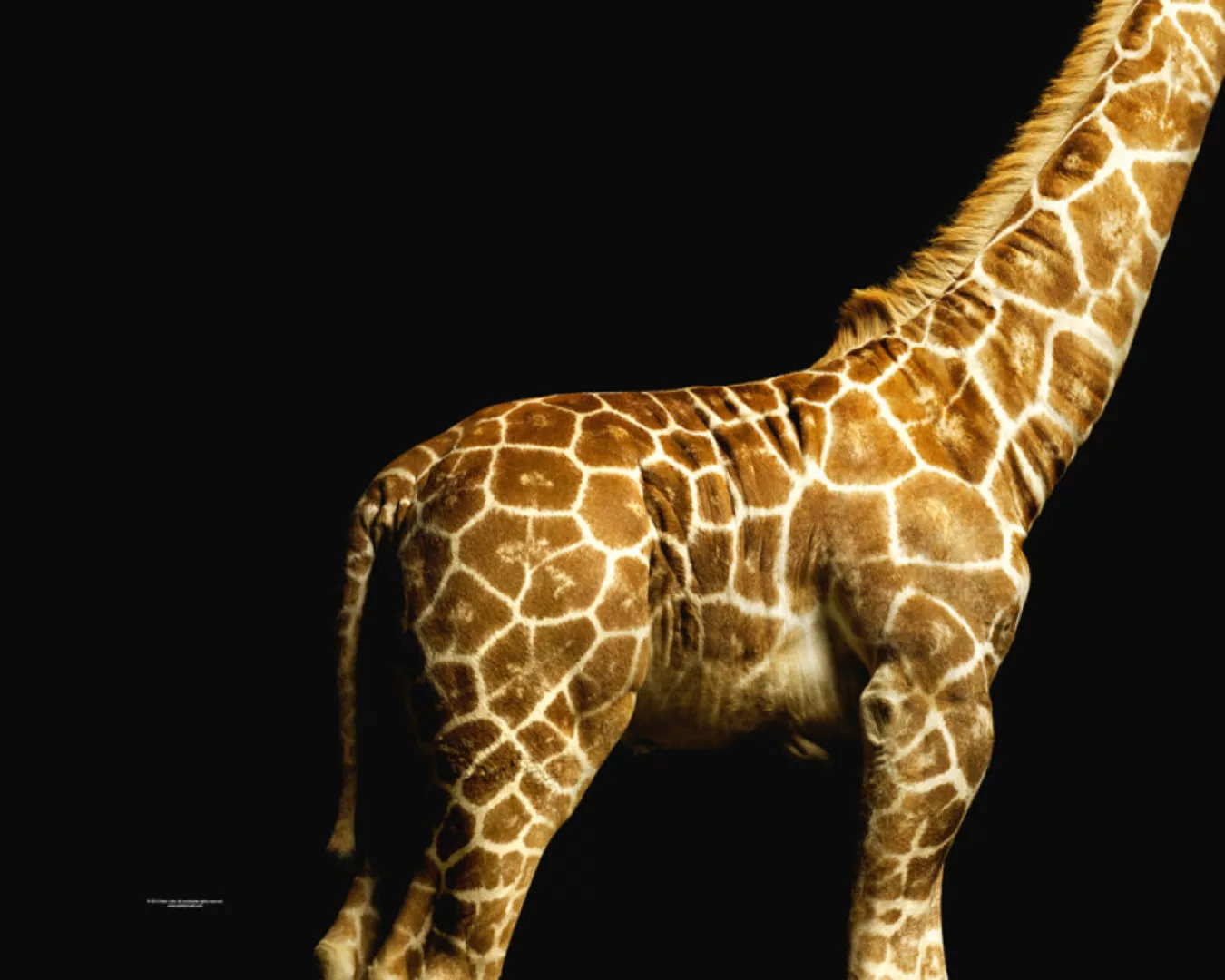 Fototapete "Giraffenkrper" 4,00x2,50 m / Strukturvlies Klassik günstig online kaufen
