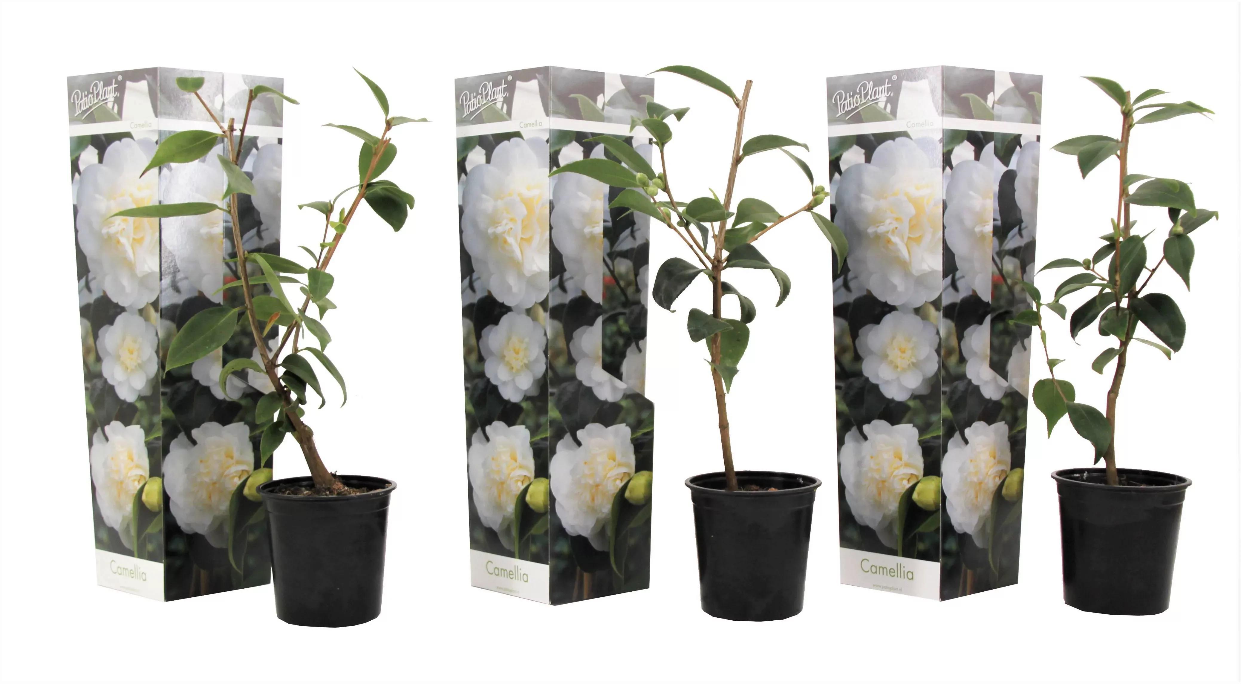 Perfect Plant | 3er-Set Kamelien Japanische Rose günstig online kaufen