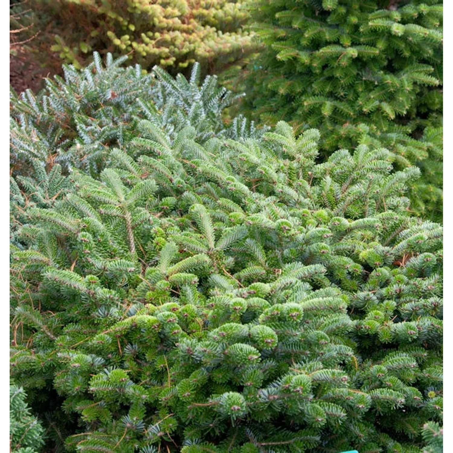 Zwerg Nordmanntanne Münsterland 40-50cm - Abies nordmanniana günstig online kaufen