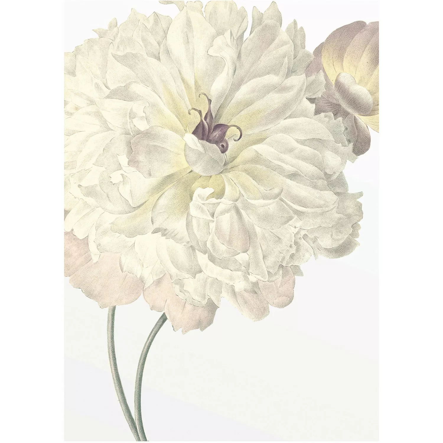 Komar Wandbild Illustration Dahlia 30 x 40 cm günstig online kaufen