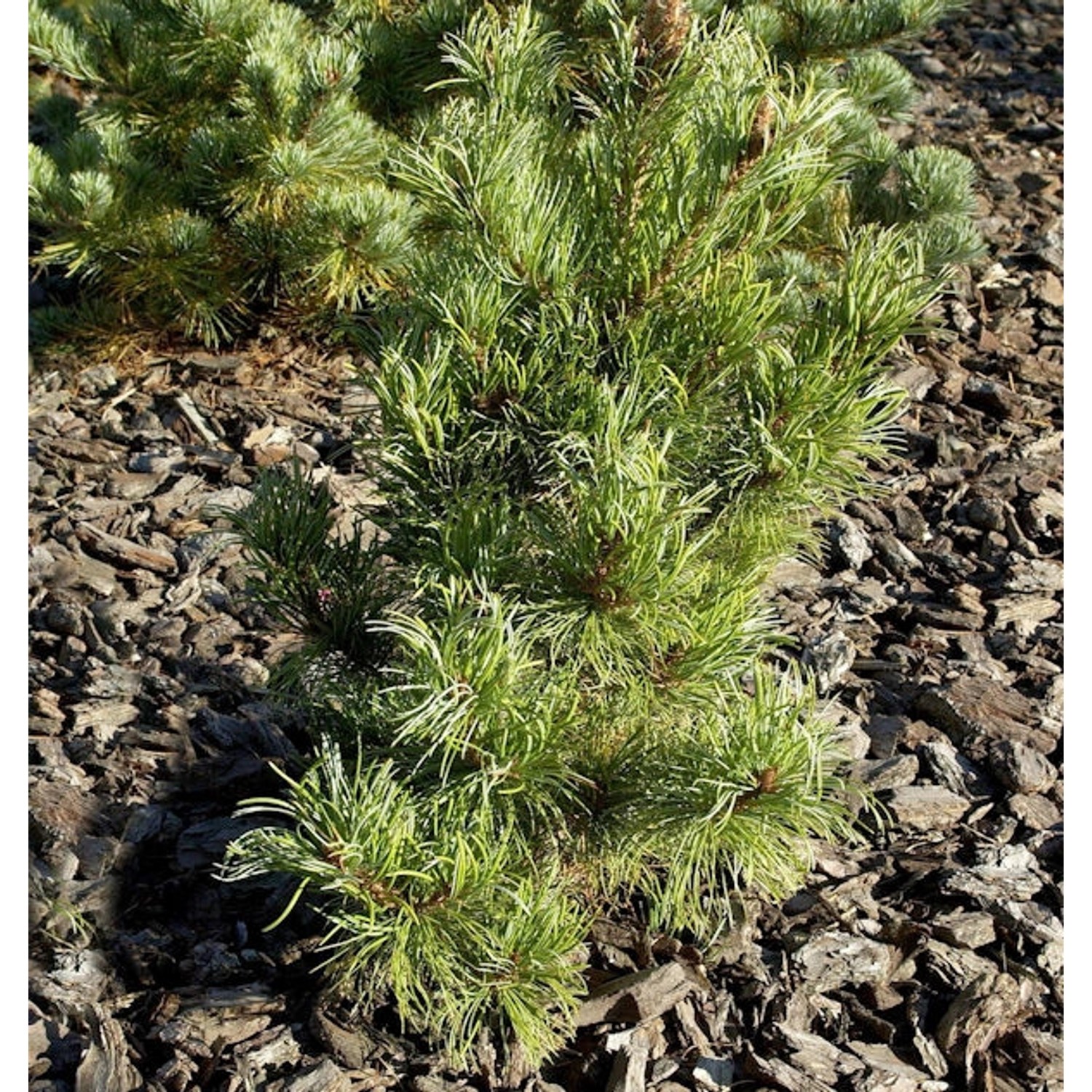 Blaugraue Zwerg Mädchen Kiefer Kusu Dama 25-30cm - Pinus parviflora günstig online kaufen