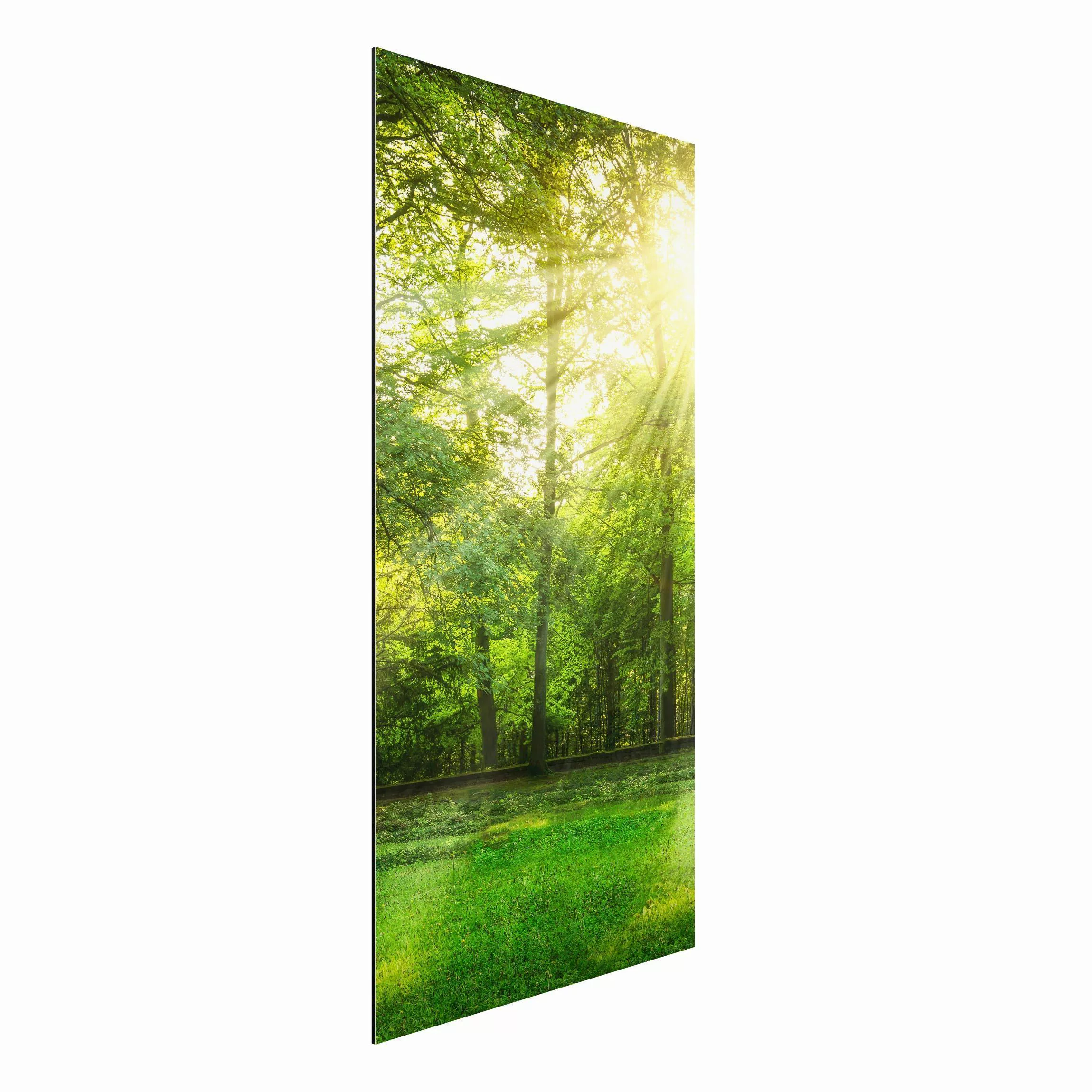 Alu-Dibond Bild Spaziergang im Wald günstig online kaufen