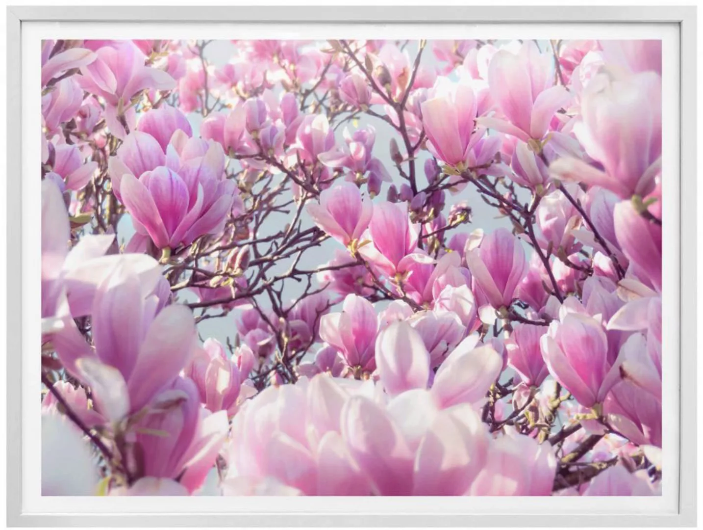 Wall-Art Poster "Magnolienbaum", Baum, (1 St.), Poster ohne Bilderrahmen günstig online kaufen