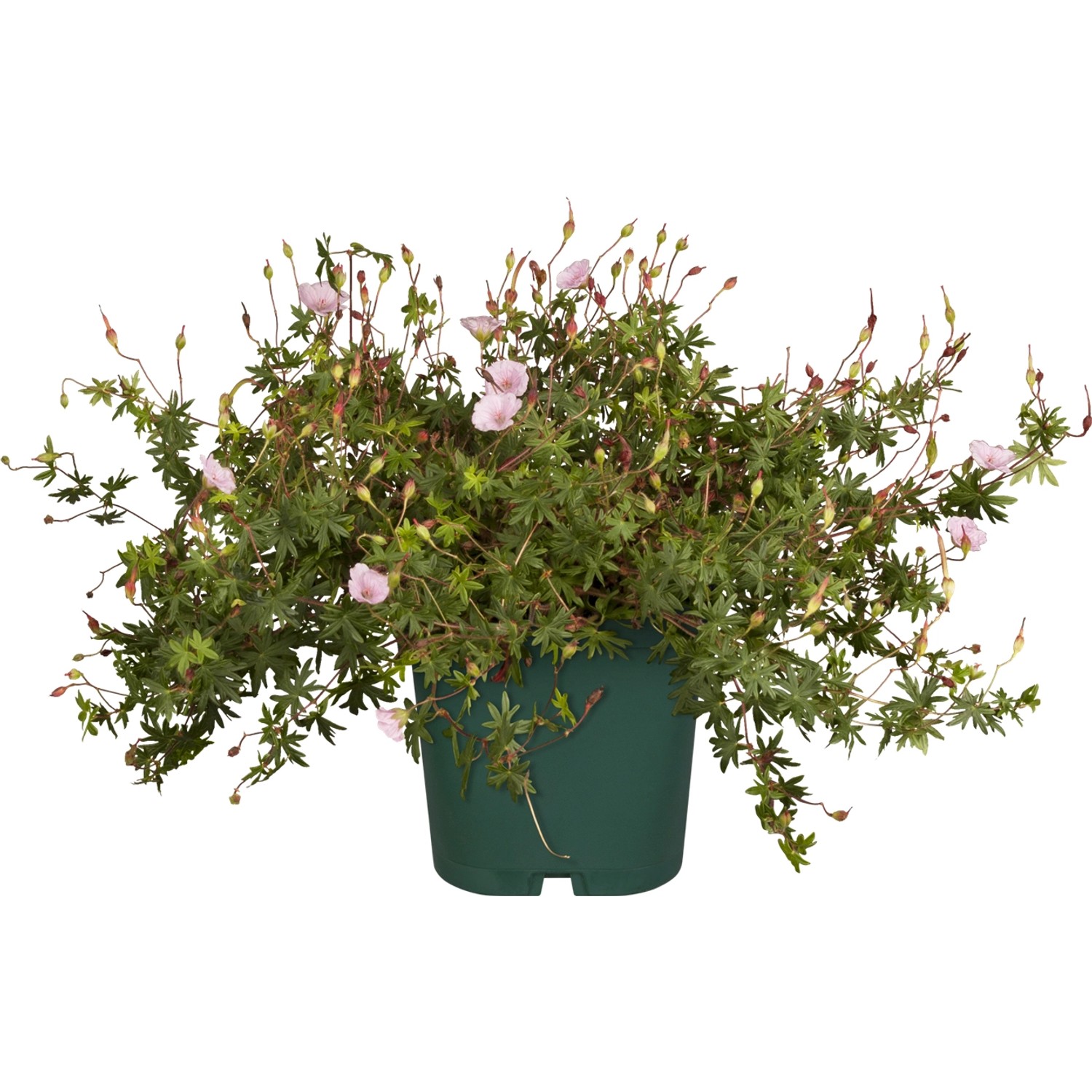 GROW by OBI Storchschnabel Topf-Ø ca. 9 cm x 9 cm Geranium sanguineum stria günstig online kaufen