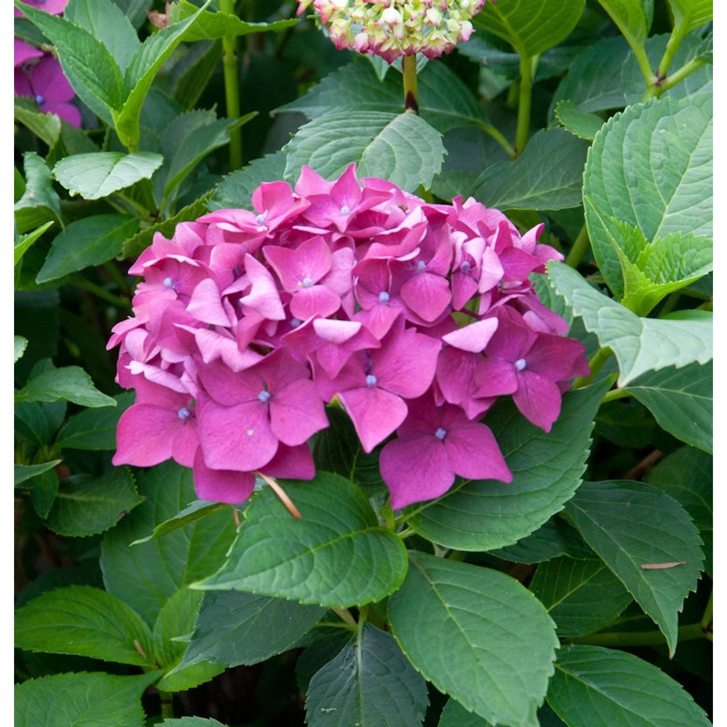 Bauernhortensie Leuchtfeuer 25-30cm - Hydrangea macrophylla günstig online kaufen