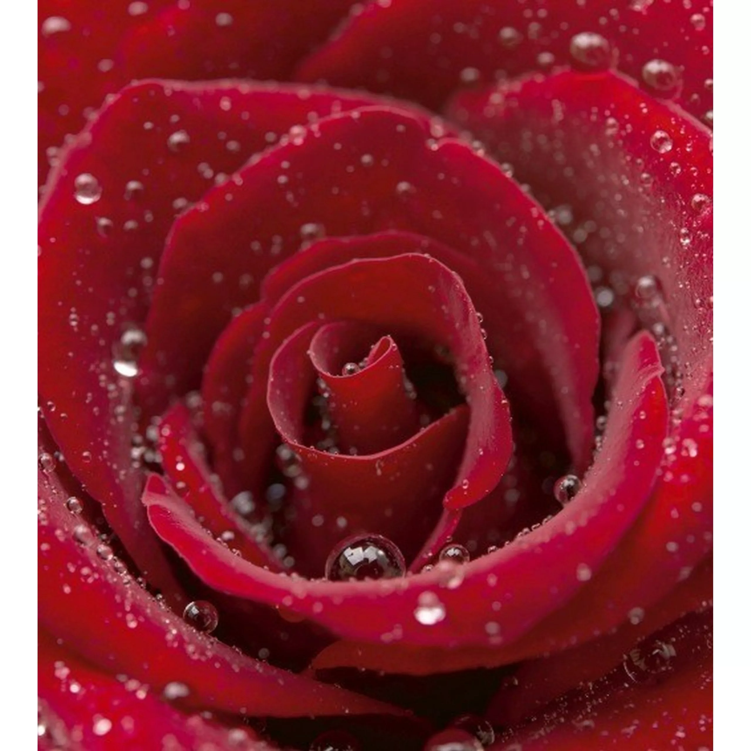 Fototapete RED ROSE  | MS-3-0138 | Rot | Digitaldruck auf Vliesträger günstig online kaufen