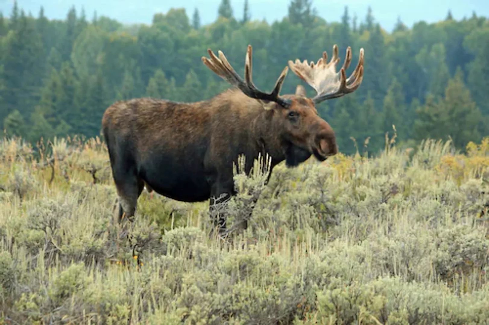 Papermoon Fototapete »ELCH-STIER TIER HIRSCH WALD GEWEIH STEPPE TUNDRA PRÄR günstig online kaufen