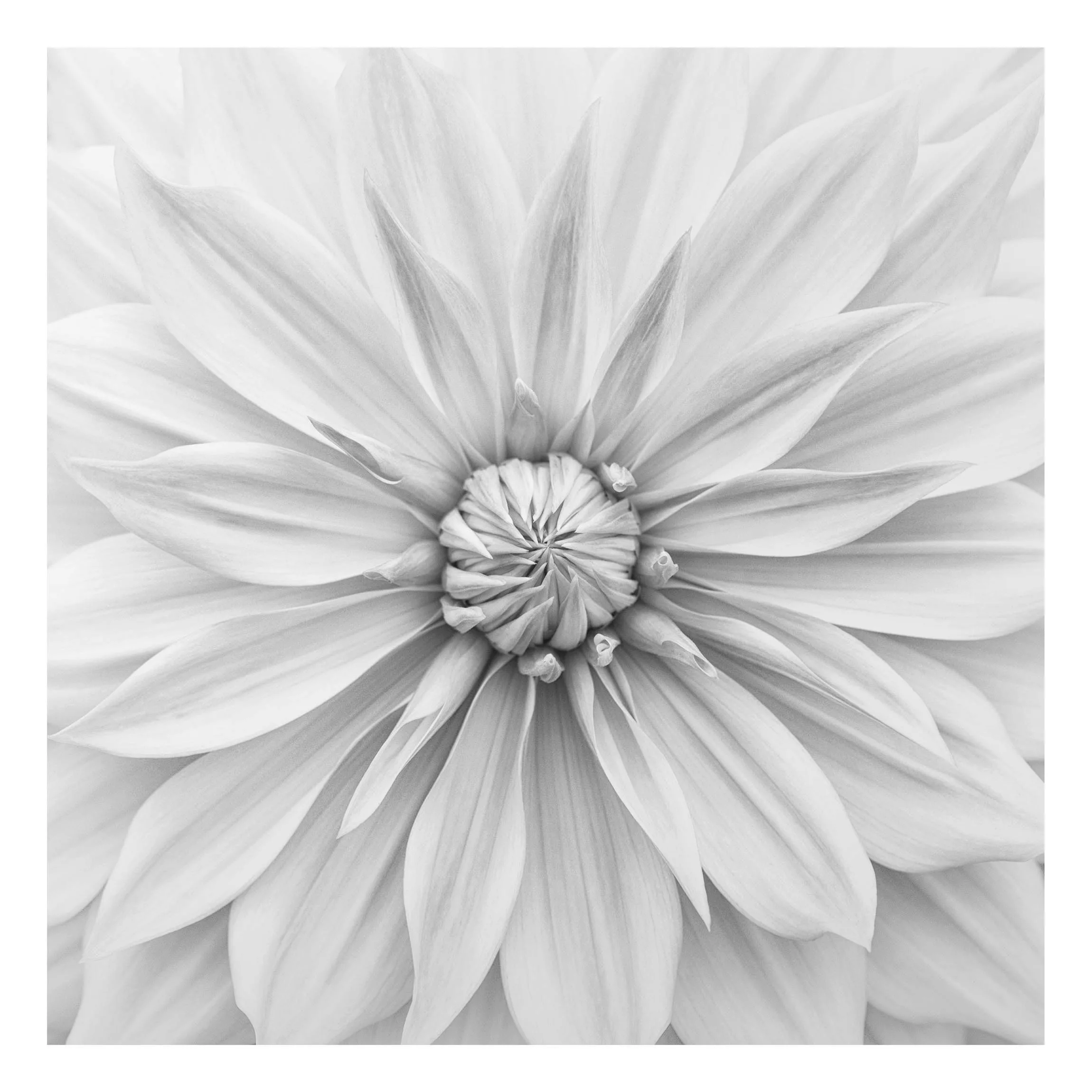 Alu-Dibond Bild Botanische Blüte in Weiß günstig online kaufen