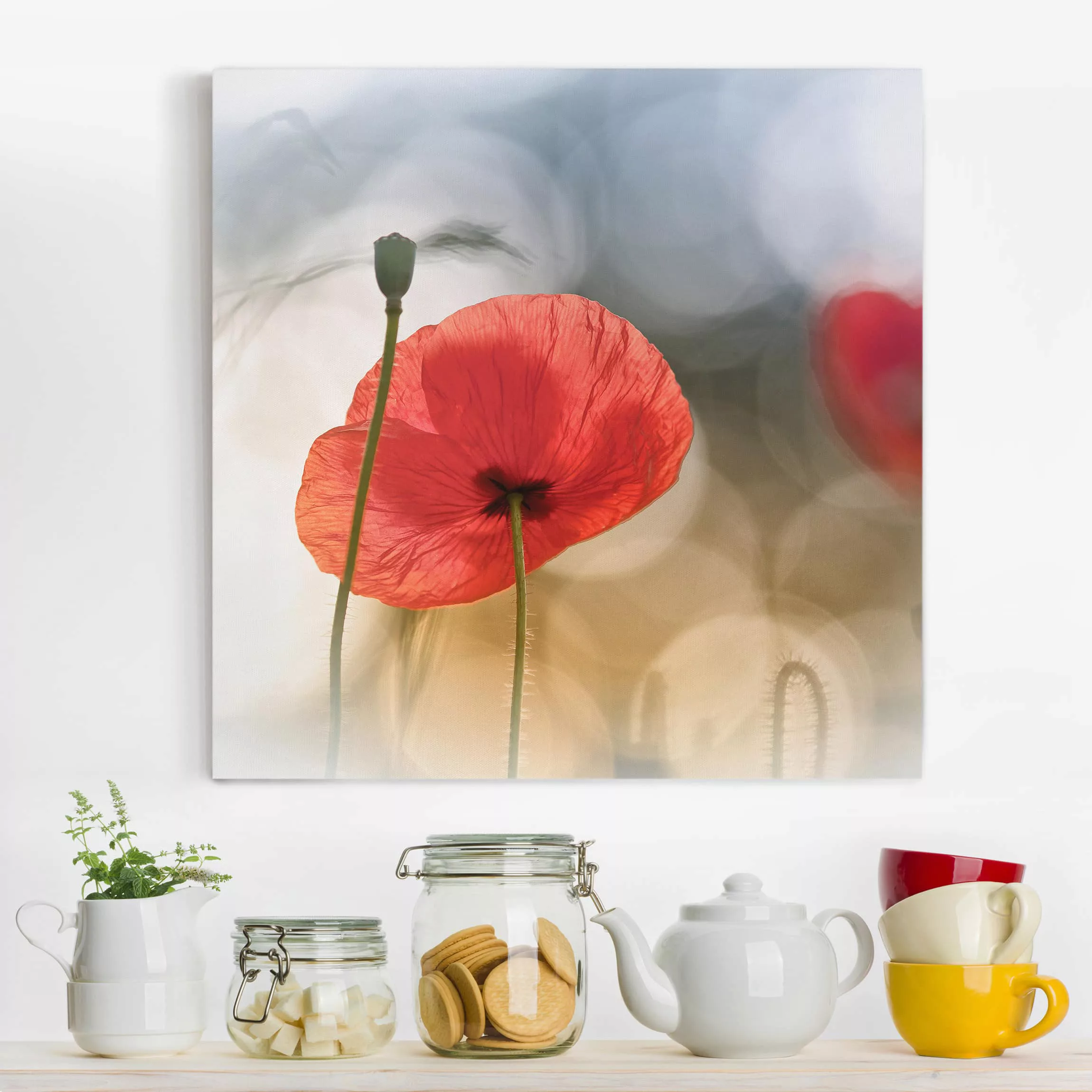 Leinwandbild Blumen - Quadrat Mohnblumen am Morgen günstig online kaufen