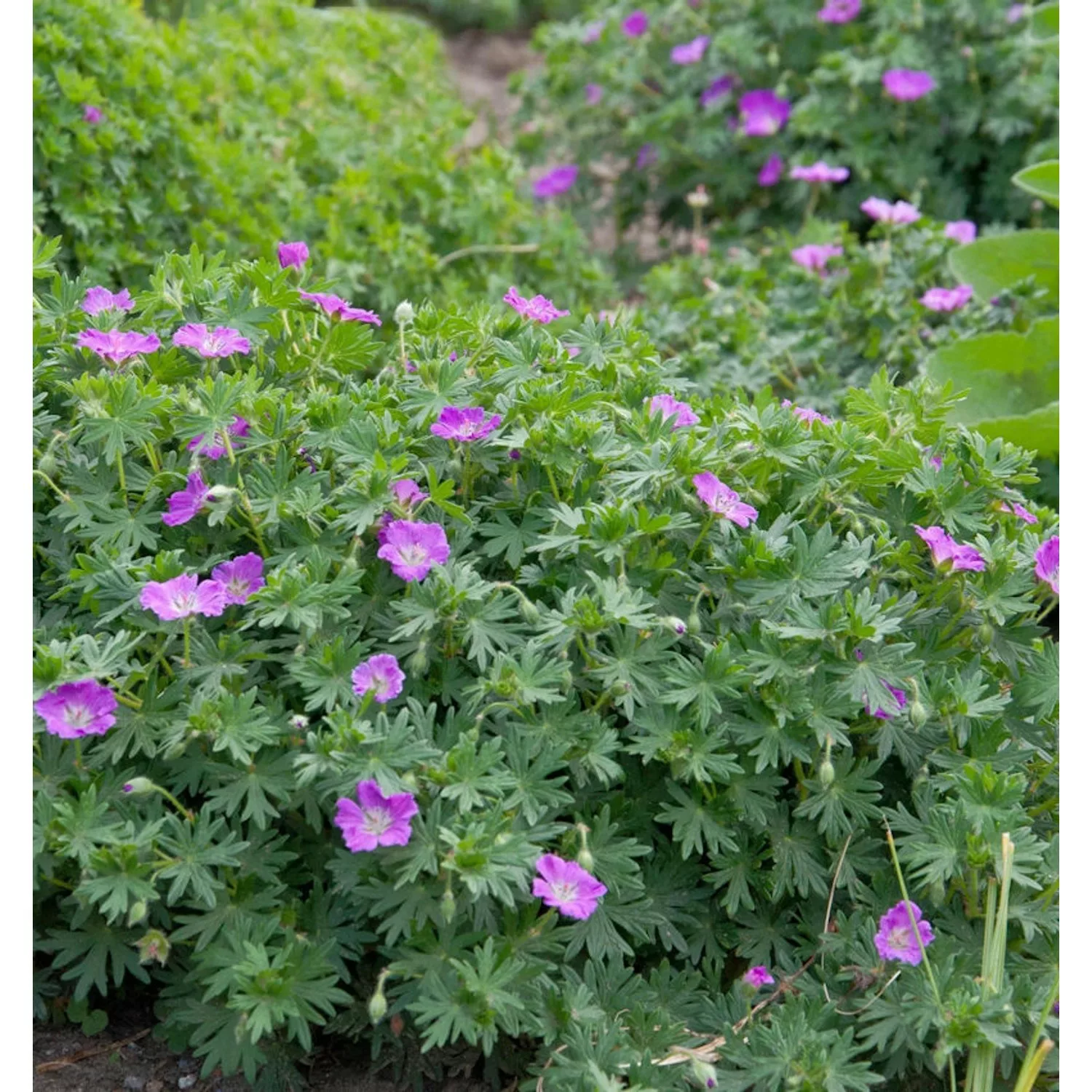 Storchenschnabel Carol - Geranium cinereum günstig online kaufen